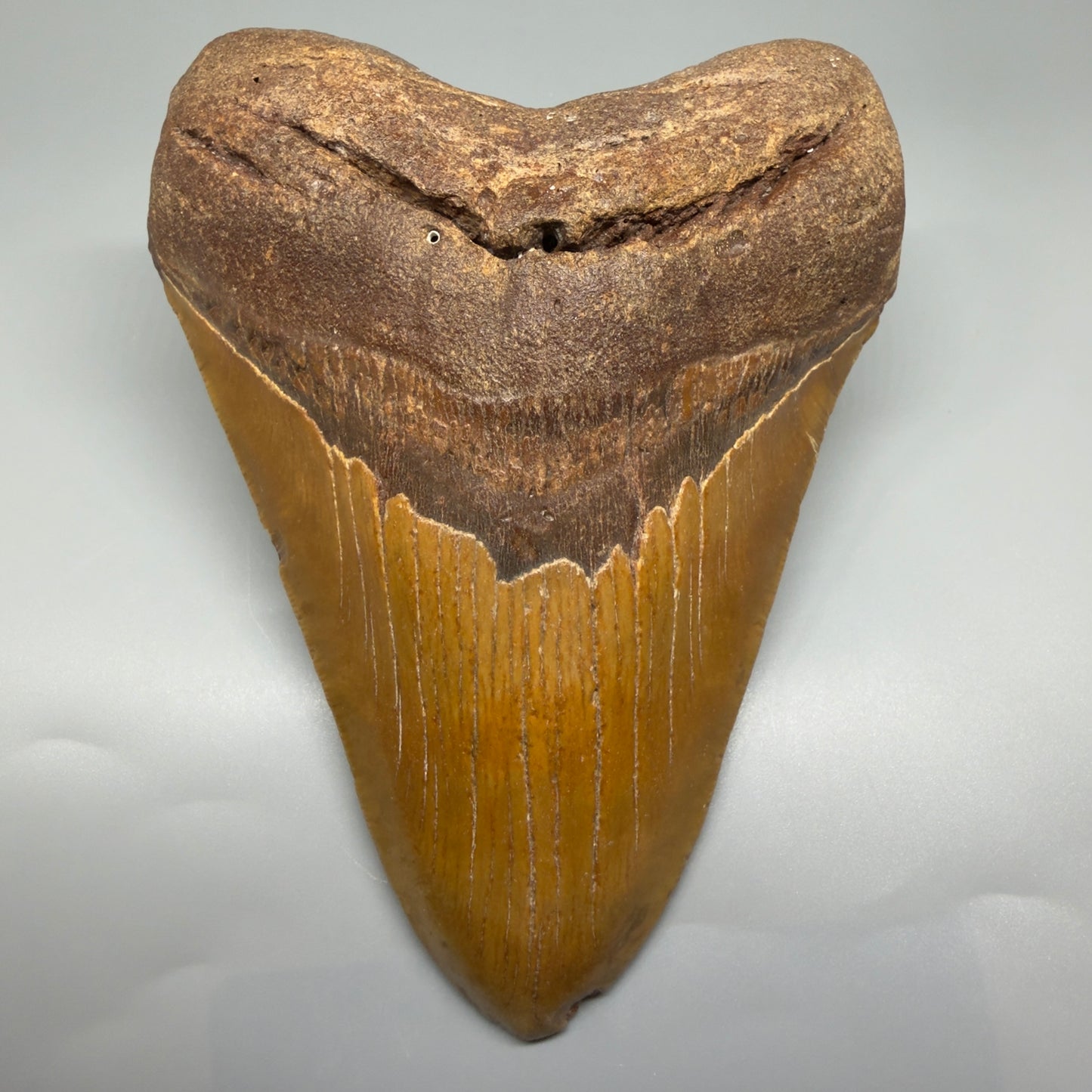 Very LARGE, colorful 5.74" Fossil Megalodon Tooth - Wilmington North Carolina CM5375 - Front 1