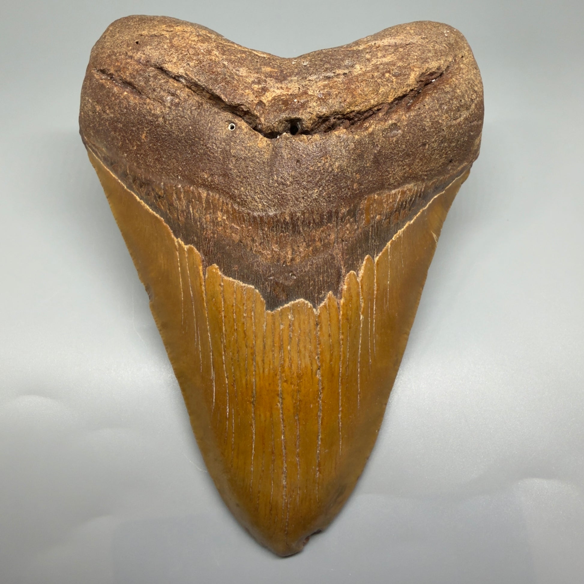 Very LARGE, colorful 5.74" Fossil Megalodon Tooth - Wilmington North Carolina CM5375 - Front 1