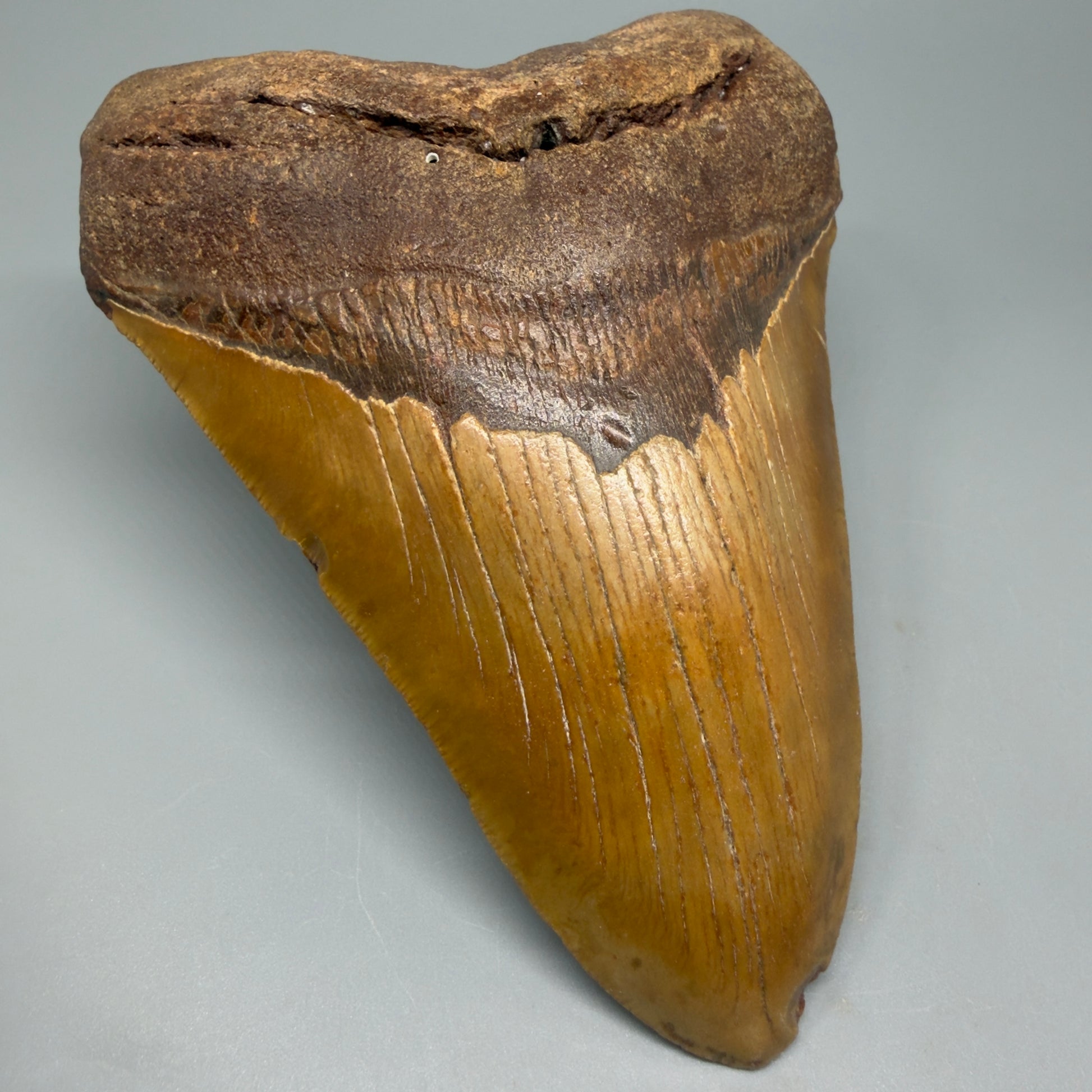 Very LARGE, colorful 5.74" Fossil Megalodon Tooth - Wilmington North Carolina CM5375 - Front Left
