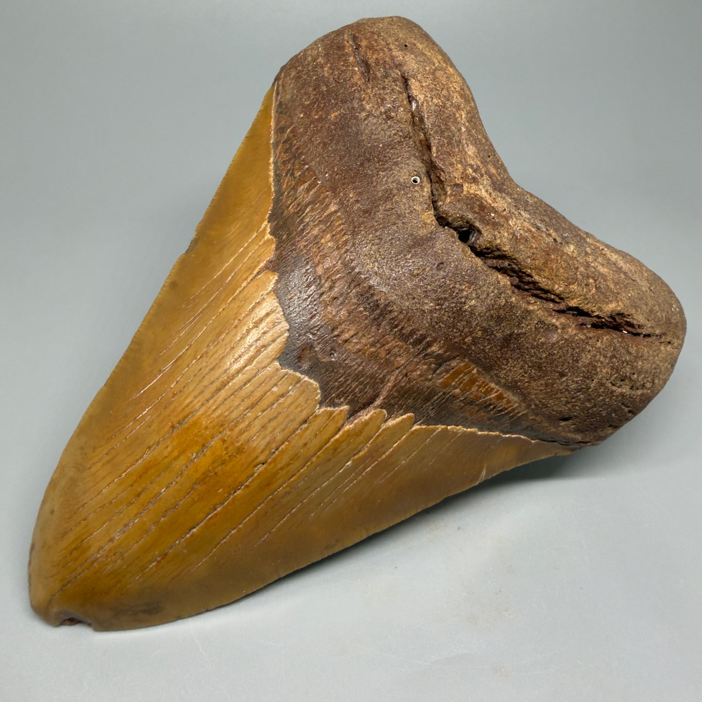 Very LARGE, colorful 5.74" Fossil Megalodon Tooth - Wilmington North Carolina CM5375 - Front Right