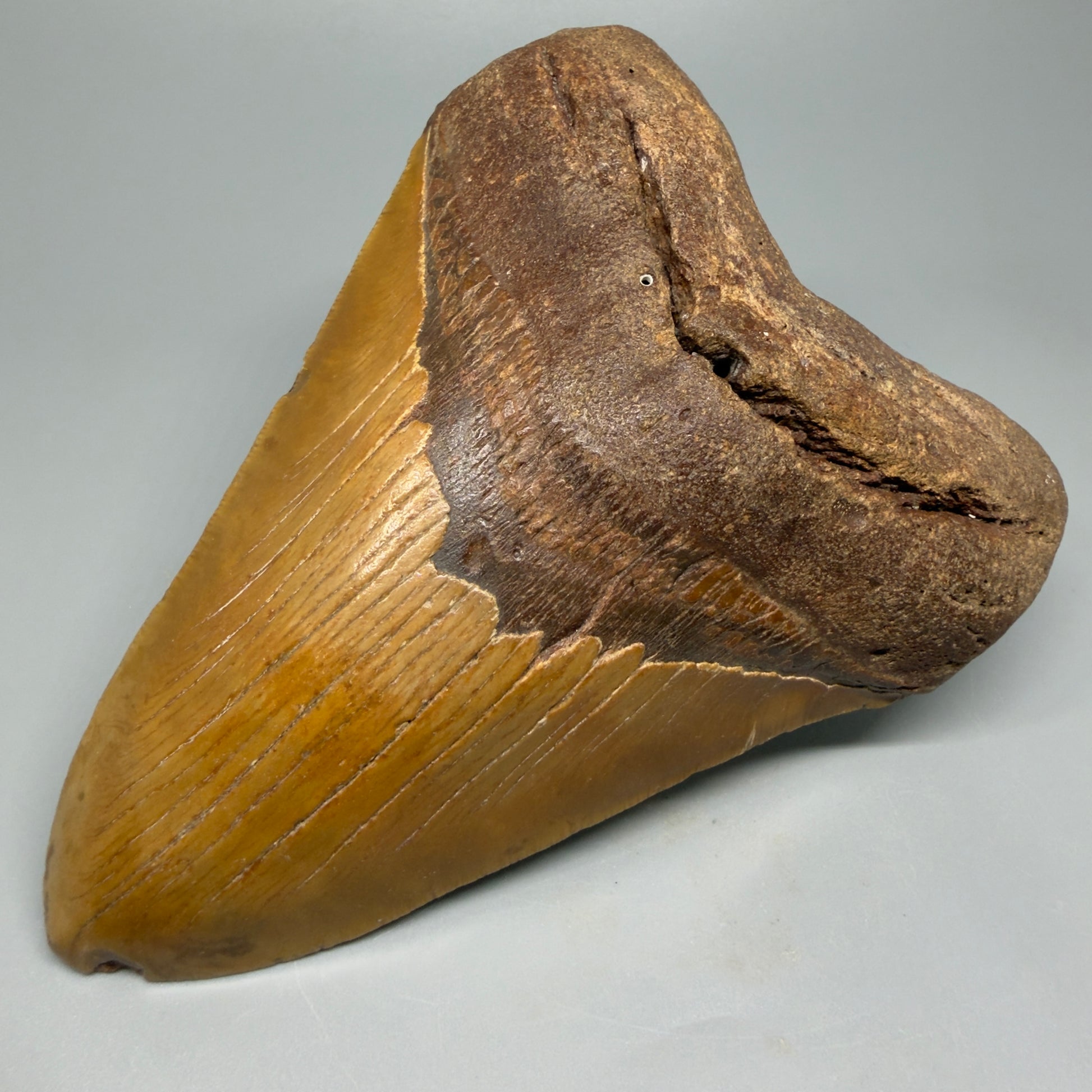 Very LARGE, colorful 5.74" Fossil Megalodon Tooth - Wilmington North Carolina CM5375 - Front Right