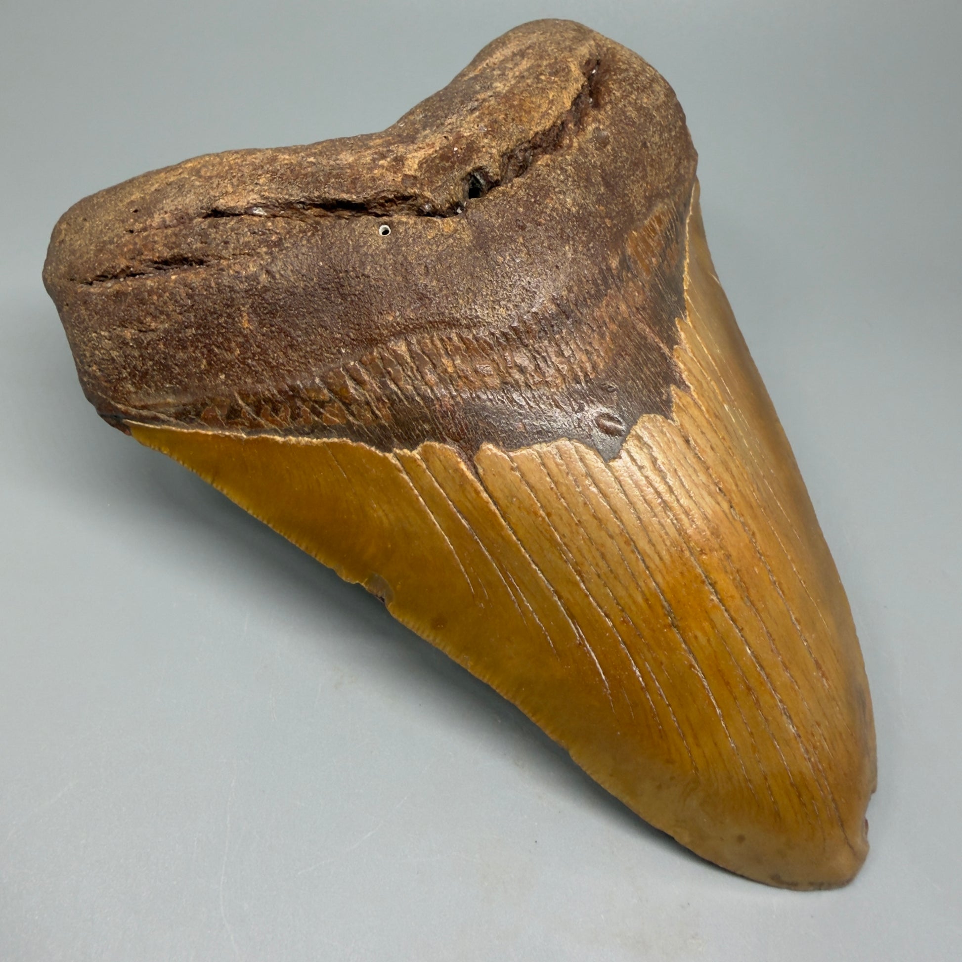 Very LARGE, colorful 5.74" Fossil Megalodon Tooth - Wilmington North Carolina CM5375 - Front Left 1