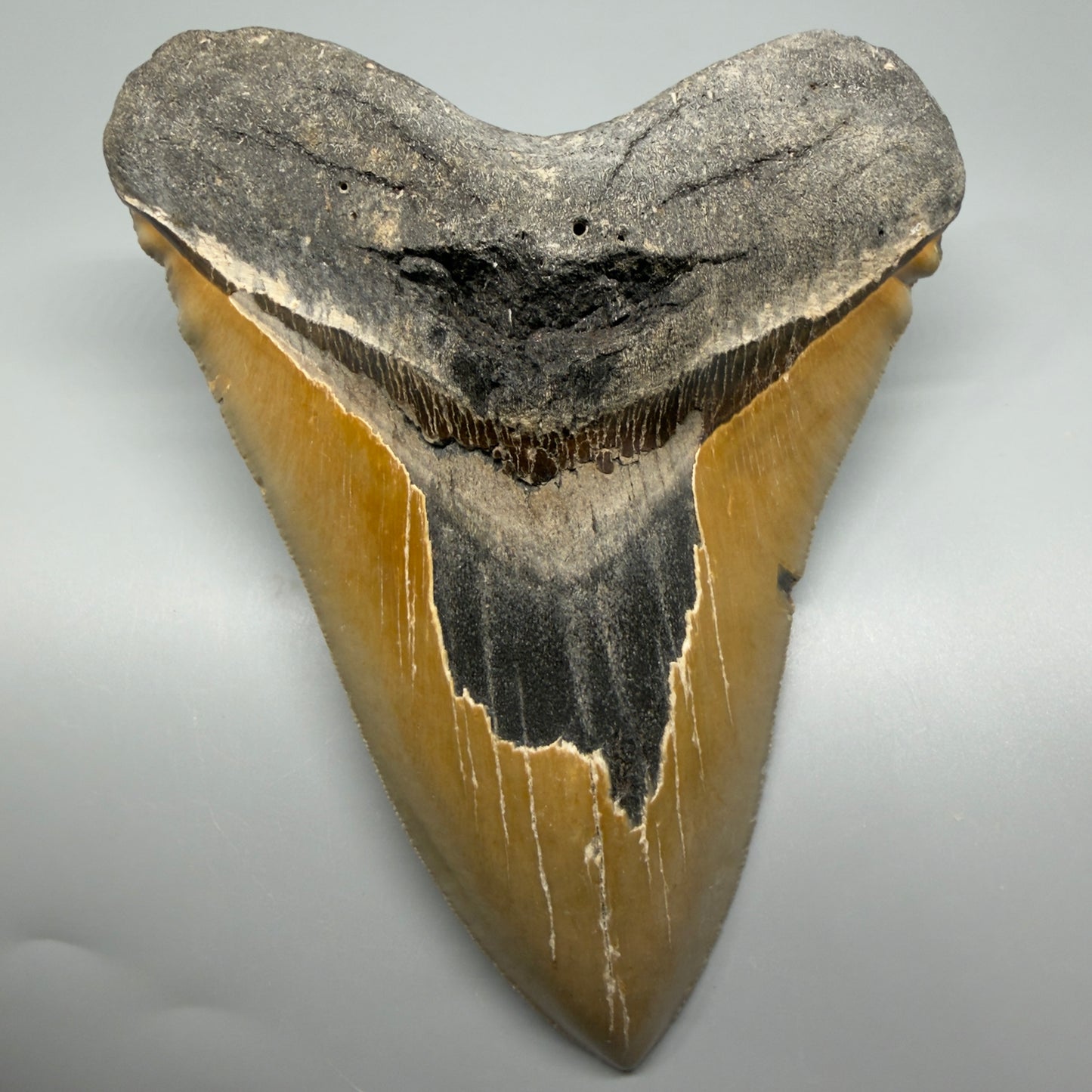 Great Shape Large 5.94" Fossil Megalodon Tooth - Wilmington North Carolina CM5376 - Front 1