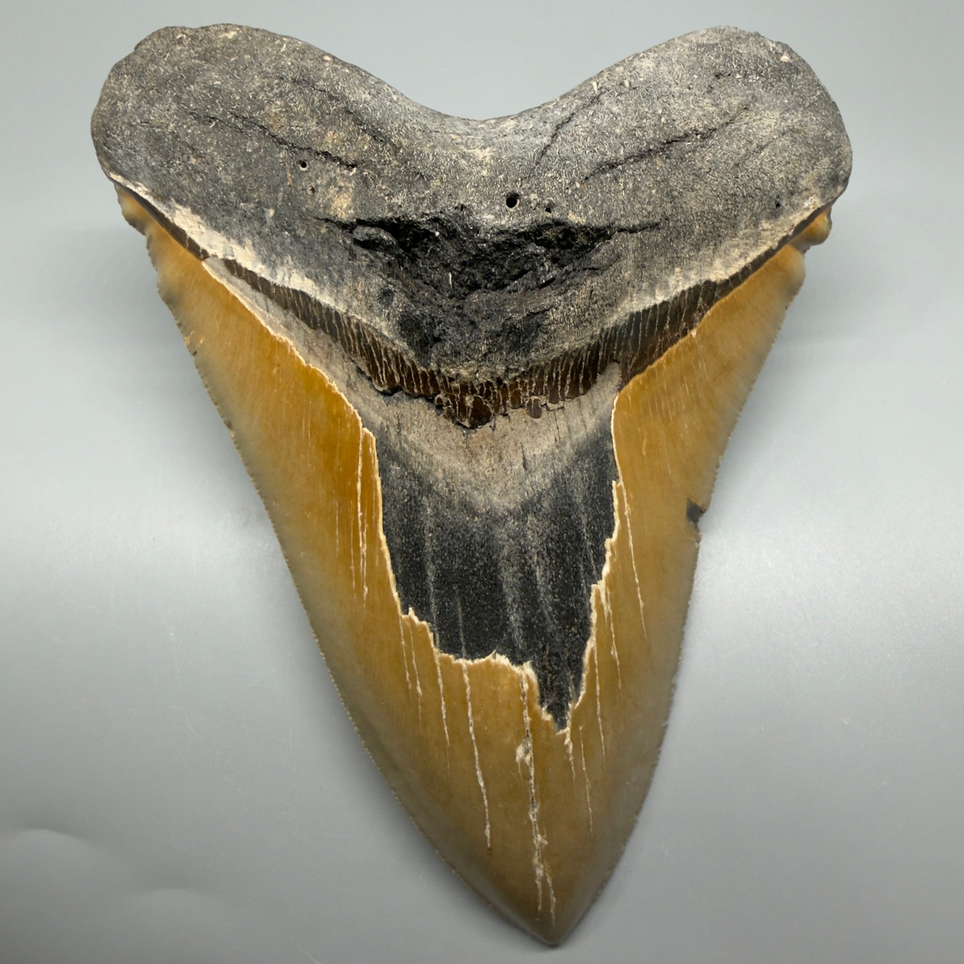 Great Shape Large 5.94" Fossil Megalodon Tooth - Wilmington North Carolina CM5376 - Front 1