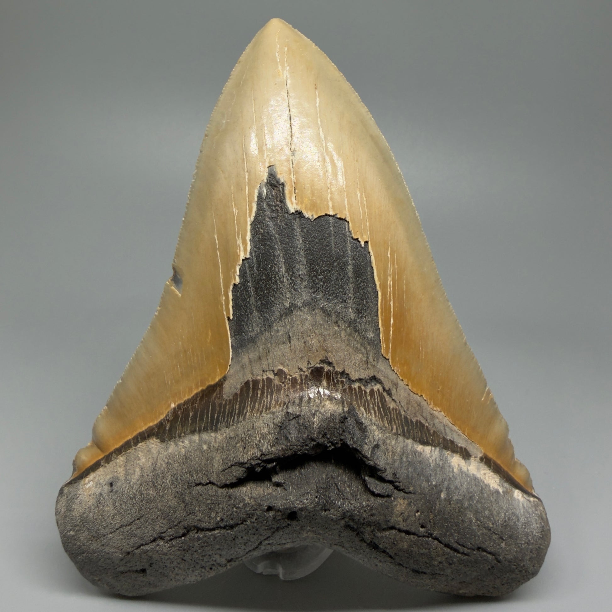 Great Shape Large 5.94" Fossil Megalodon Tooth - Wilmington North Carolina CM5376 - Front