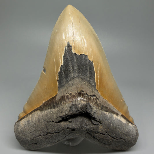 Great Shape Large 5.94" Fossil Megalodon Tooth - Wilmington North Carolina CM5376 - Front