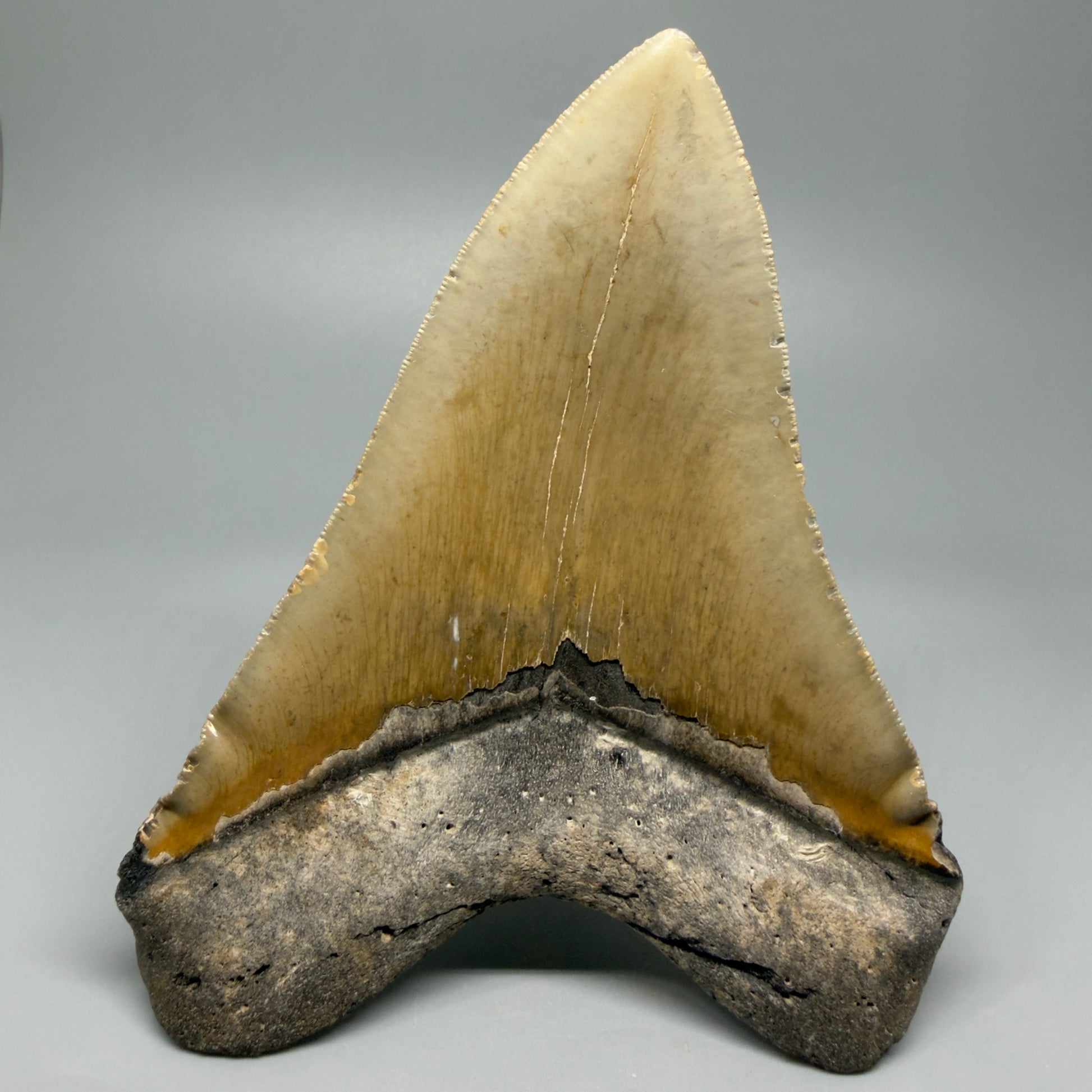 Great Shape Large 5.94" Fossil Megalodon Tooth - Wilmington North Carolina CM5376 - Back 