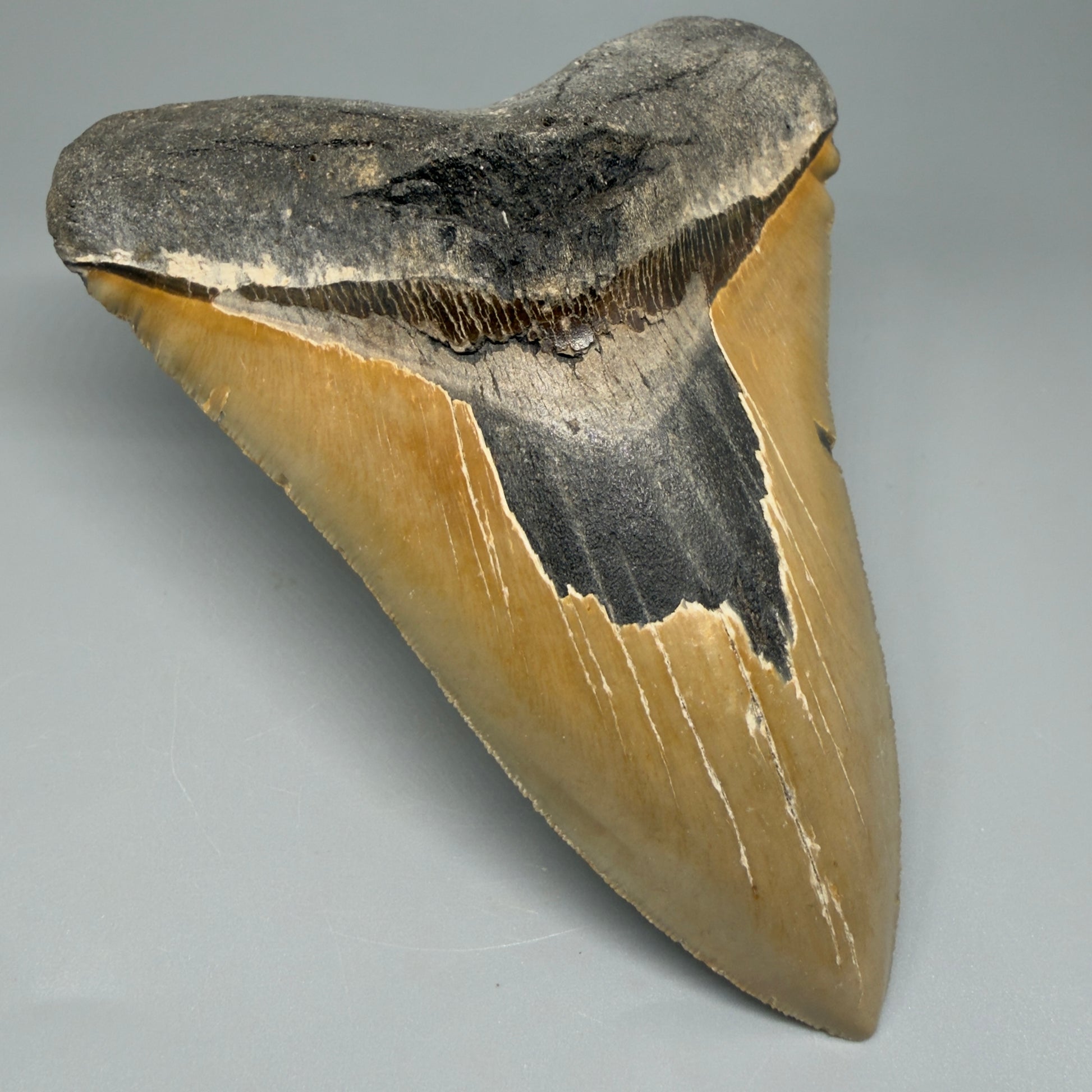 Great Shape Large 5.94" Fossil Megalodon Tooth - Wilmington North Carolina CM5376 - Front Left