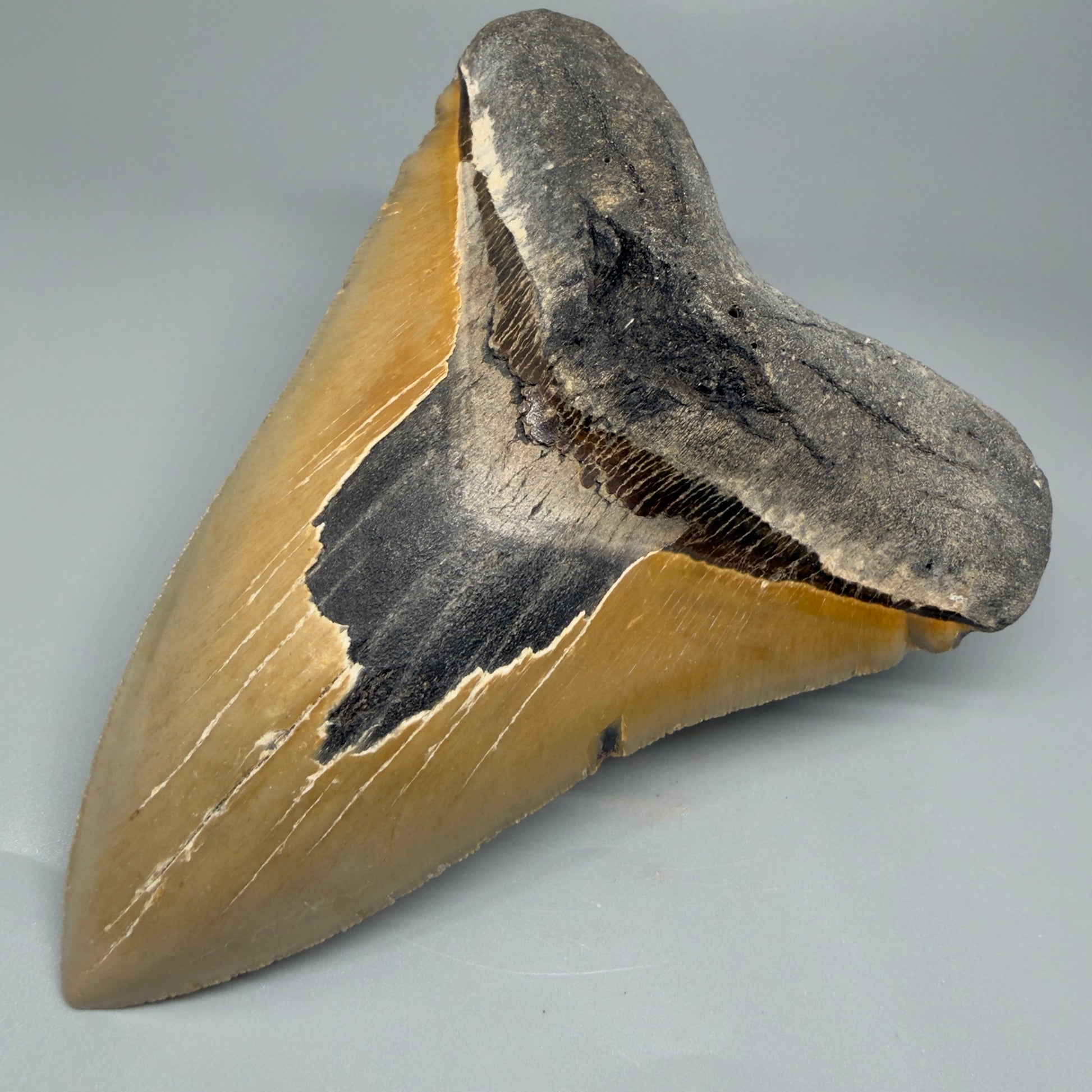 Great Shape Large 5.94" Fossil Megalodon Tooth - Wilmington North Carolina CM5376 - Front Right
