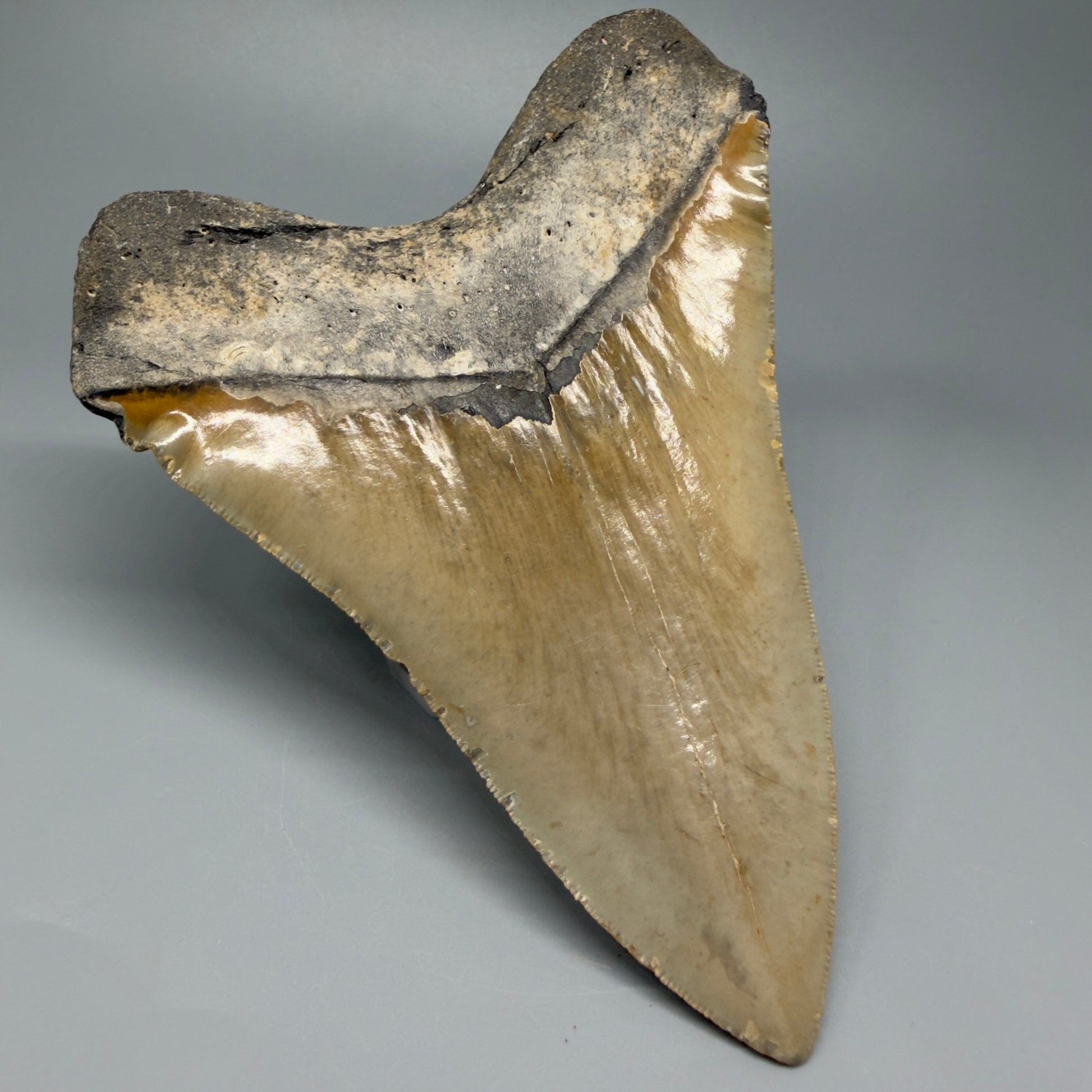 Great Shape Large 5.94" Fossil Megalodon Tooth - Wilmington North Carolina CM5376 - Back Left