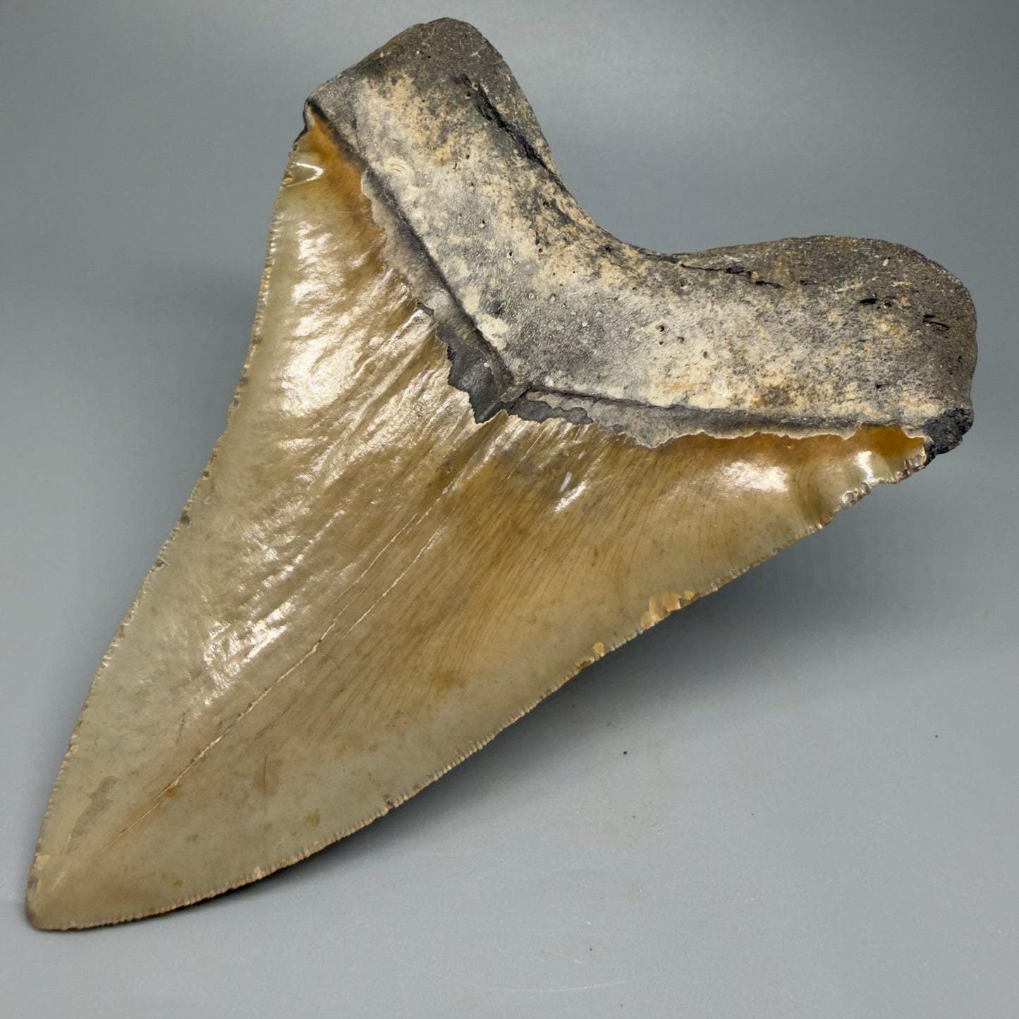 Great Shape Large 5.94" Fossil Megalodon Tooth - Wilmington North Carolina CM5376 - Back Right