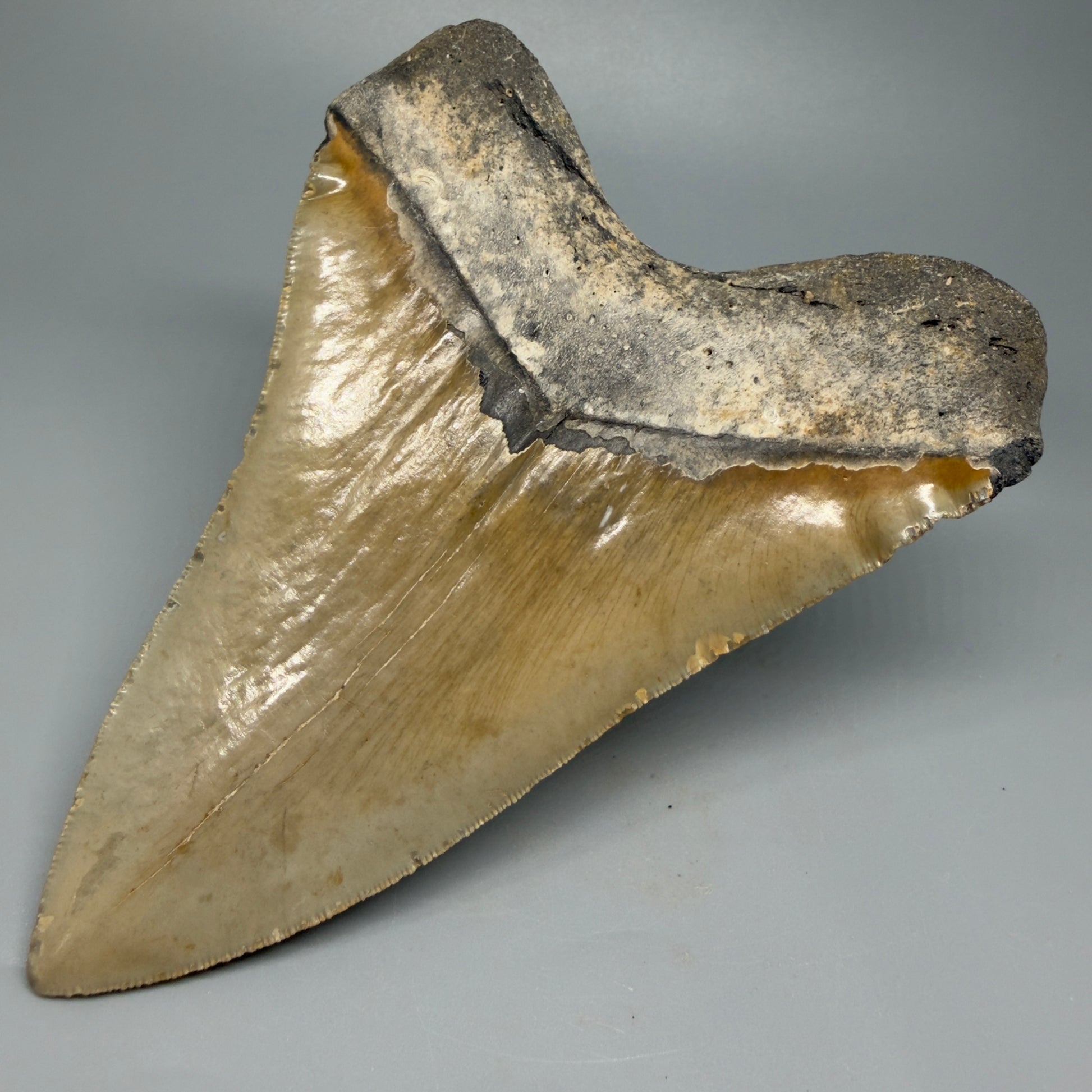 Great Shape Large 5.94" Fossil Megalodon Tooth - Wilmington North Carolina CM5376 - Back Right