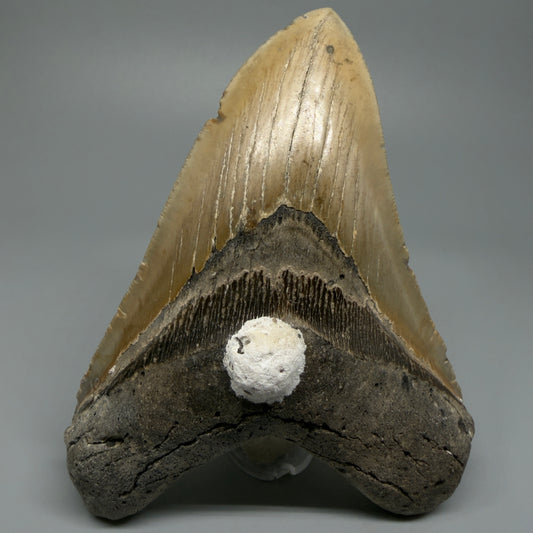 Great Shape Large 5.48" Fossil Megalodon Tooth - Wilmington North Carolina CM5373 - Front