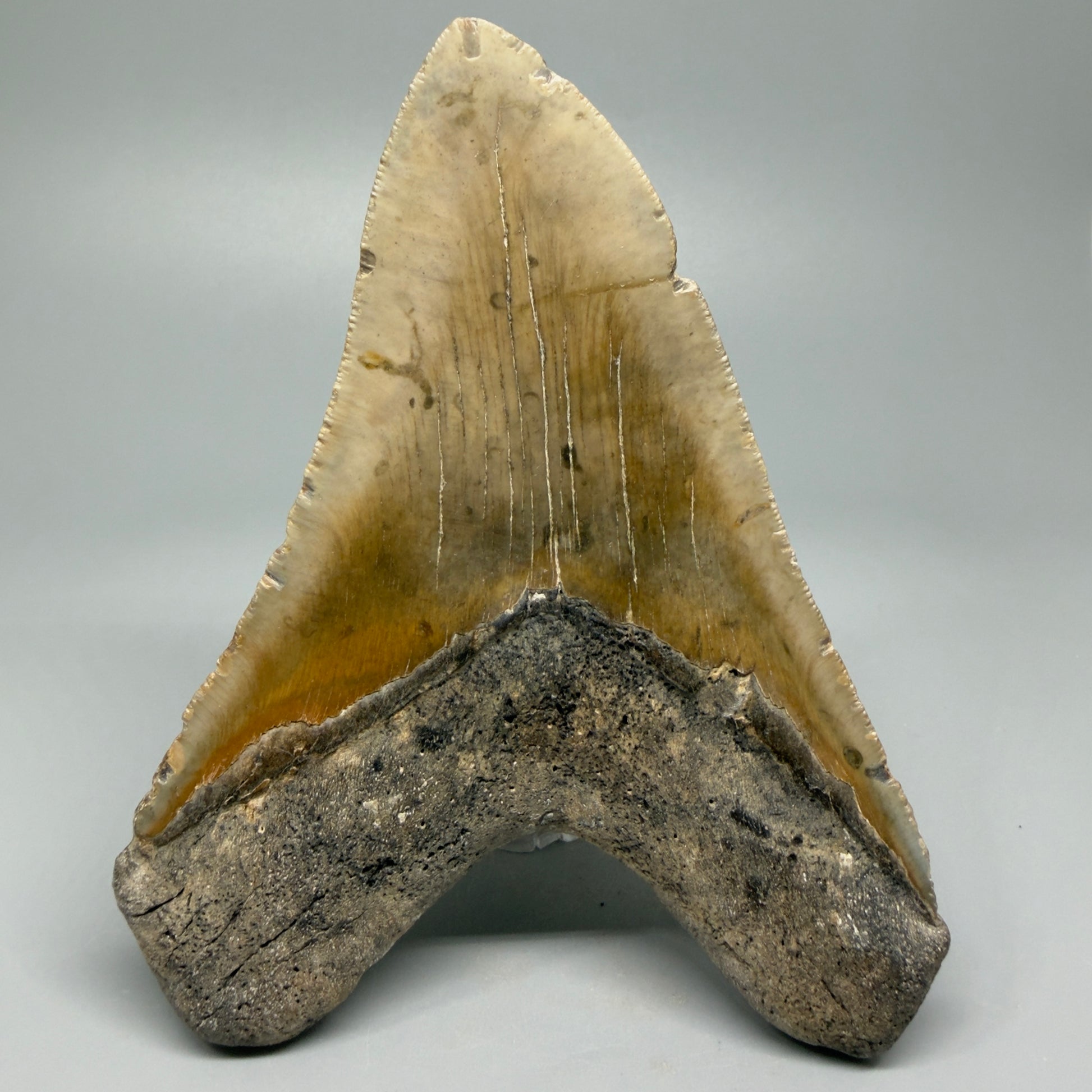 Great Shape Large 5.48" Fossil Megalodon Tooth - Wilmington North Carolina CM5373 - Back 
