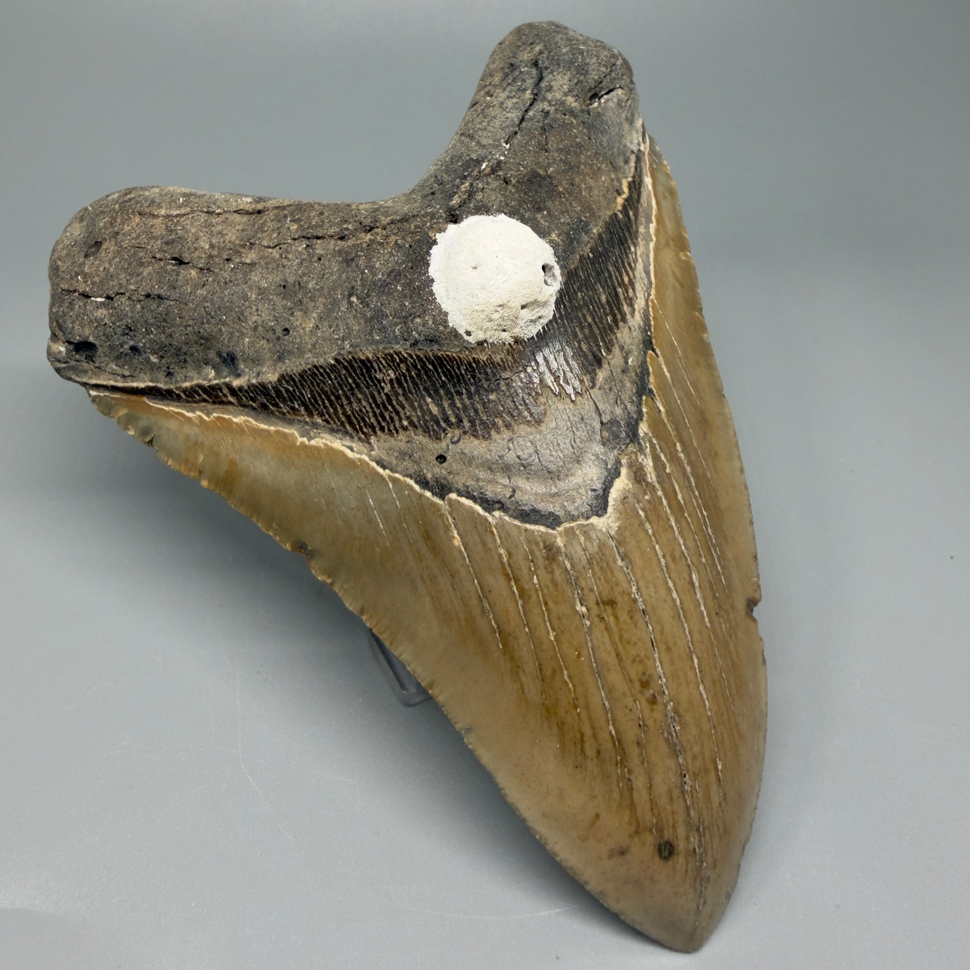 Great Shape Large 5.48" Fossil Megalodon Tooth - Wilmington North Carolina CM5373 - Front Left