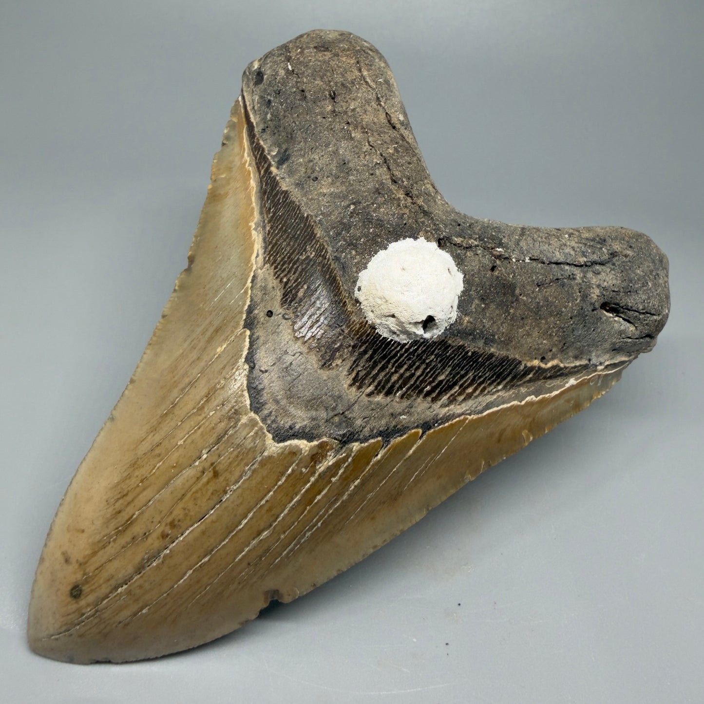 Great Shape Large 5.48" Fossil Megalodon Tooth - Wilmington North Carolina CM5373 - Front Right