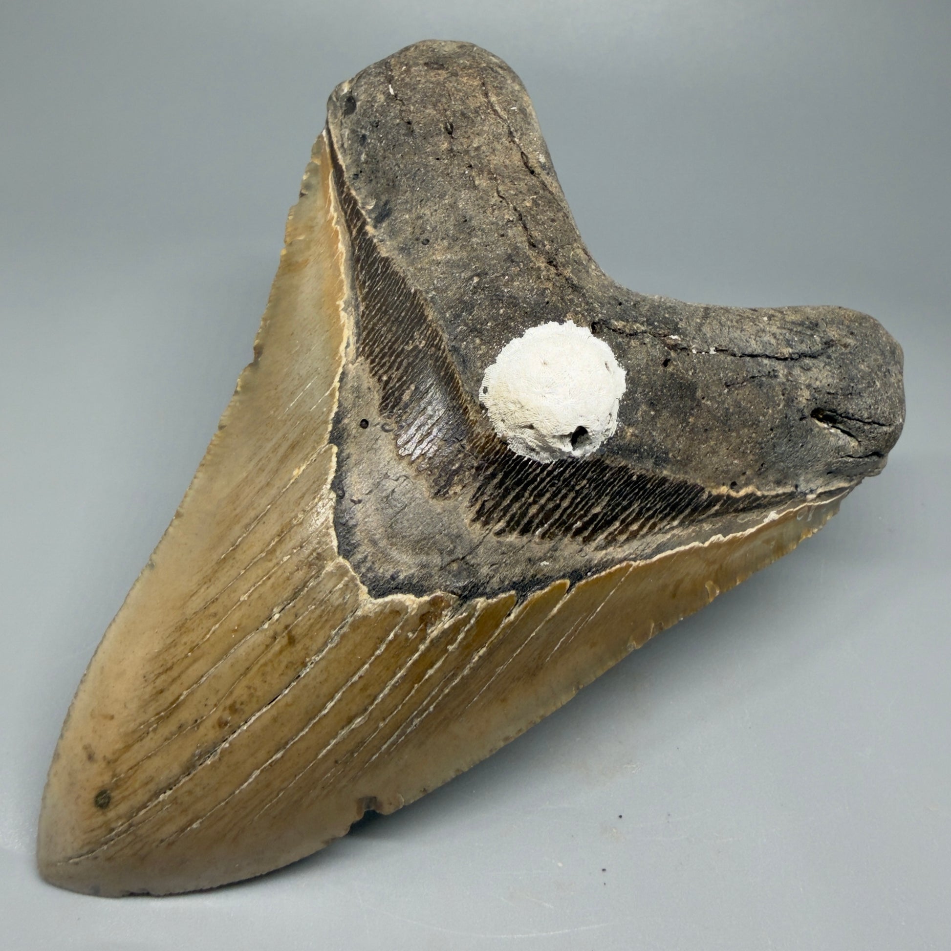 Great Shape Large 5.48" Fossil Megalodon Tooth - Wilmington North Carolina CM5373 - Front Right