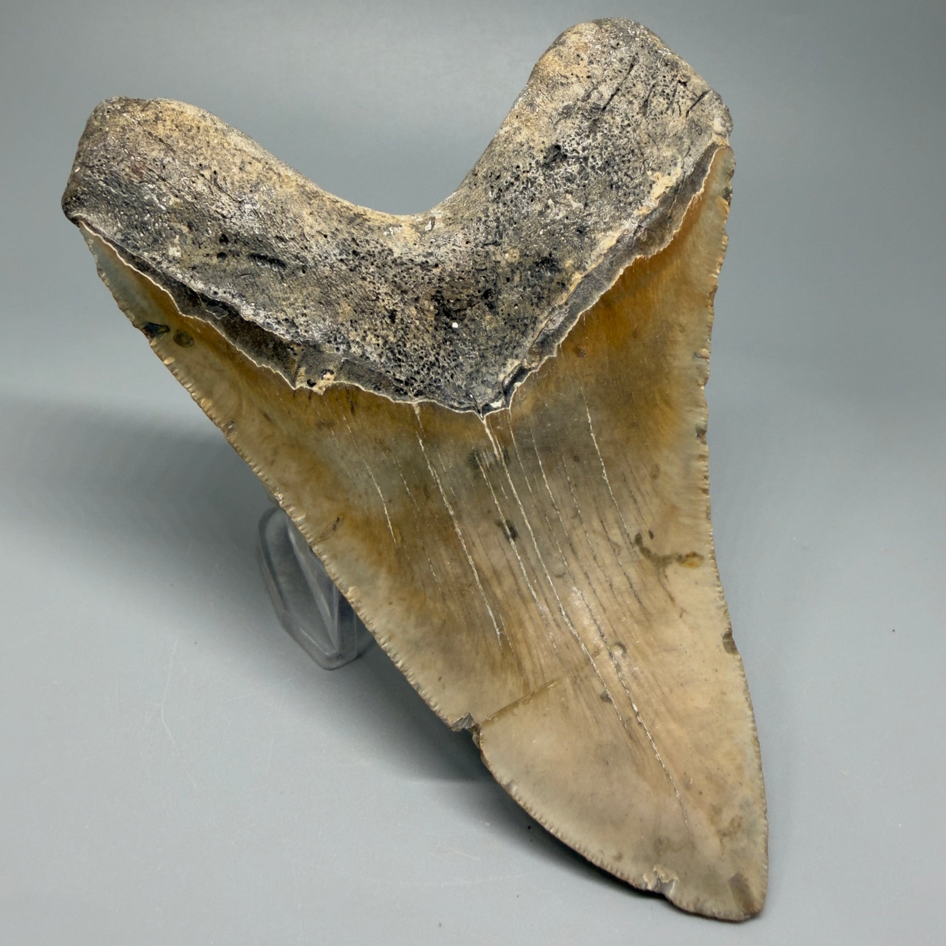 Great Shape Large 5.48" Fossil Megalodon Tooth - Wilmington North Carolina CM5373 - Back Left