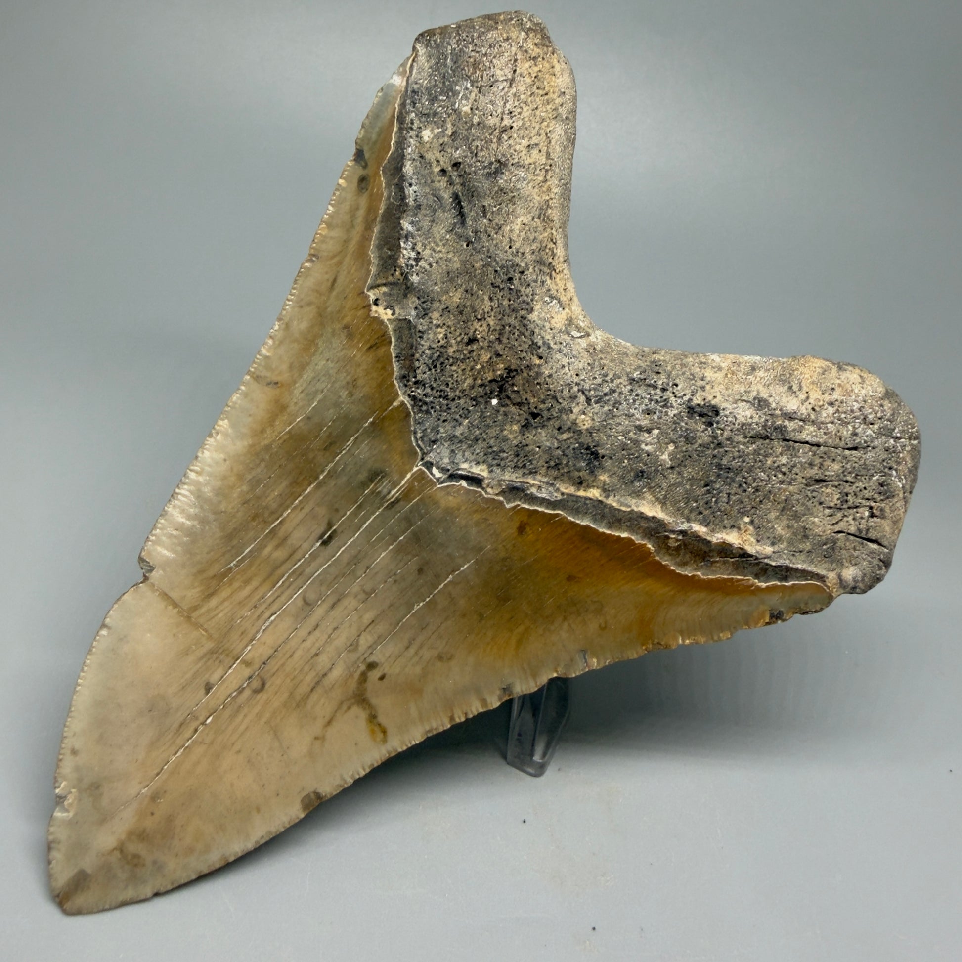 Great Shape Large 5.48" Fossil Megalodon Tooth - Wilmington North Carolina CM5373 - Back Right