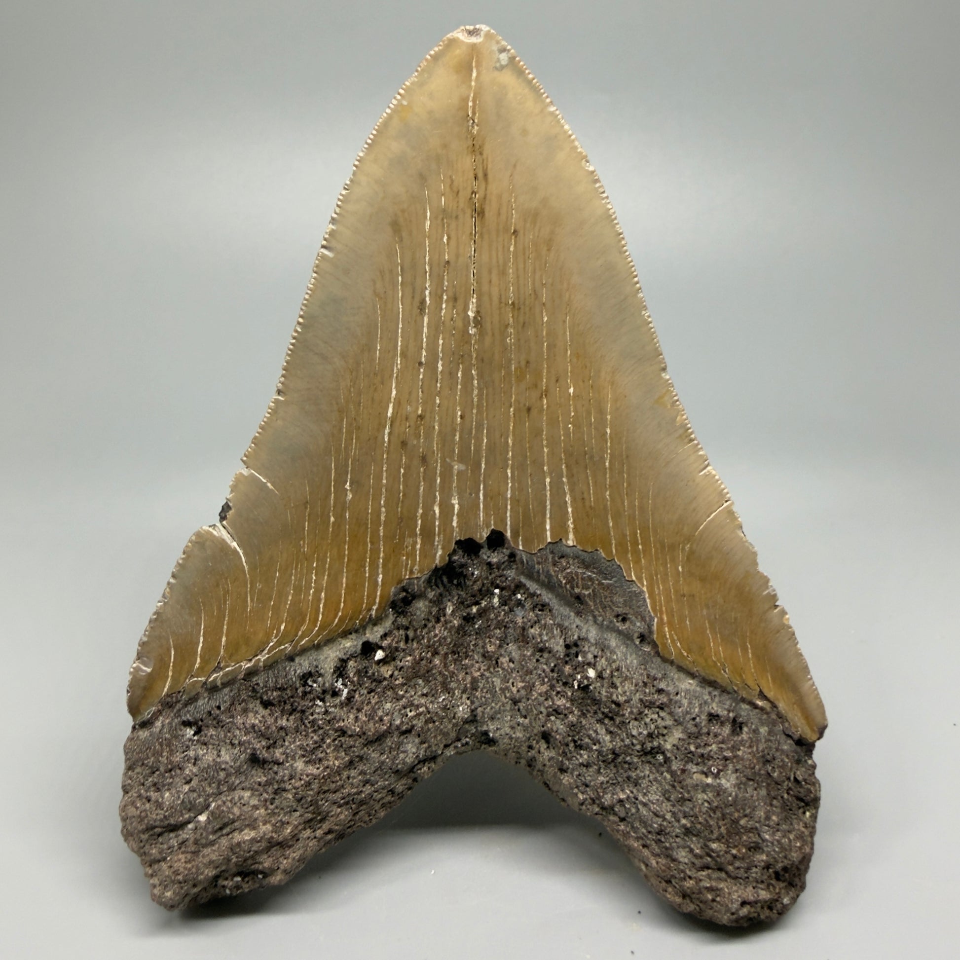 LARGE, affordable 5.43" Fossil Megalodon Tooth - Wilmington North Carolina CM5372 - Back