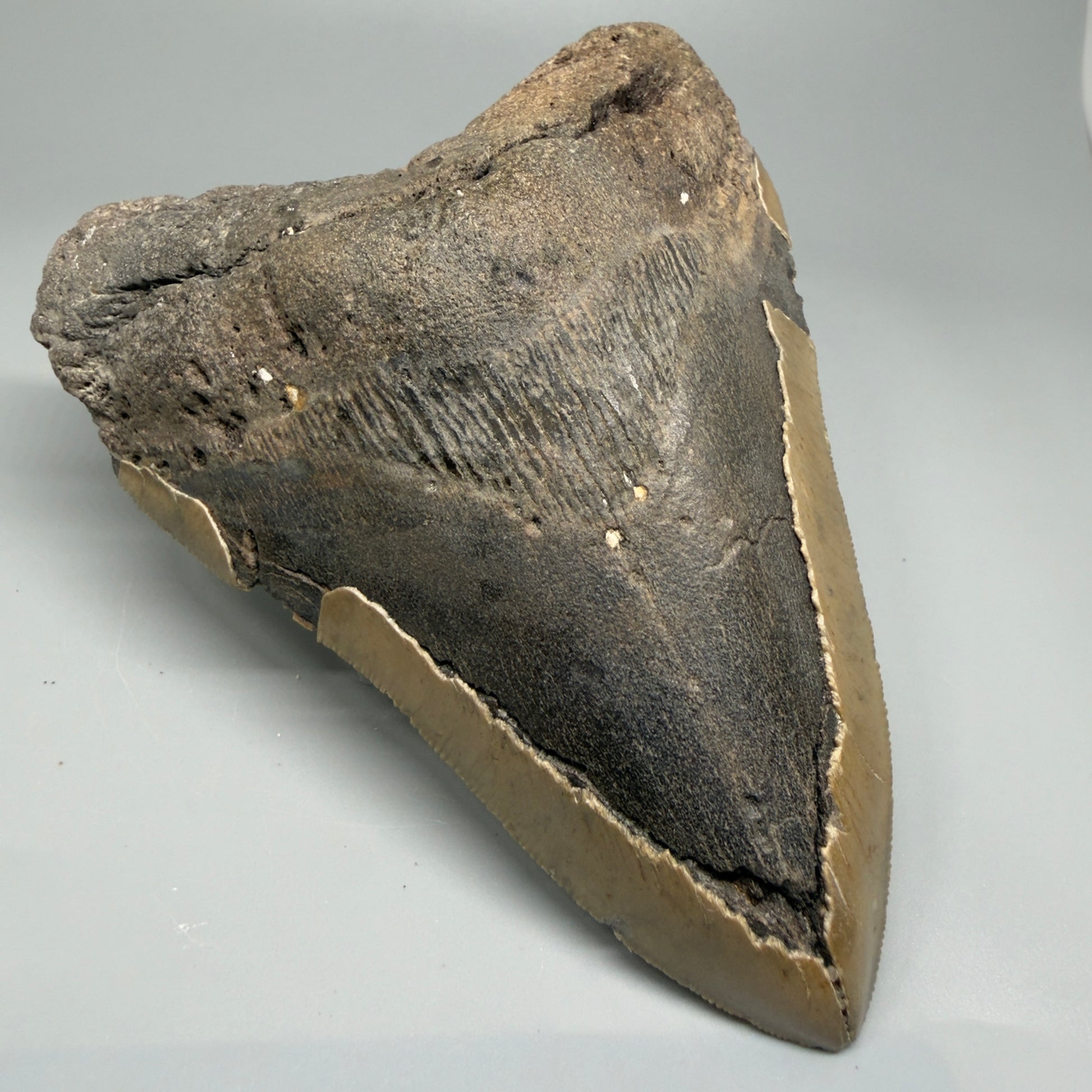 LARGE, affordable 5.43" Fossil Megalodon Tooth - Wilmington North Carolina CM5372 - Front Left