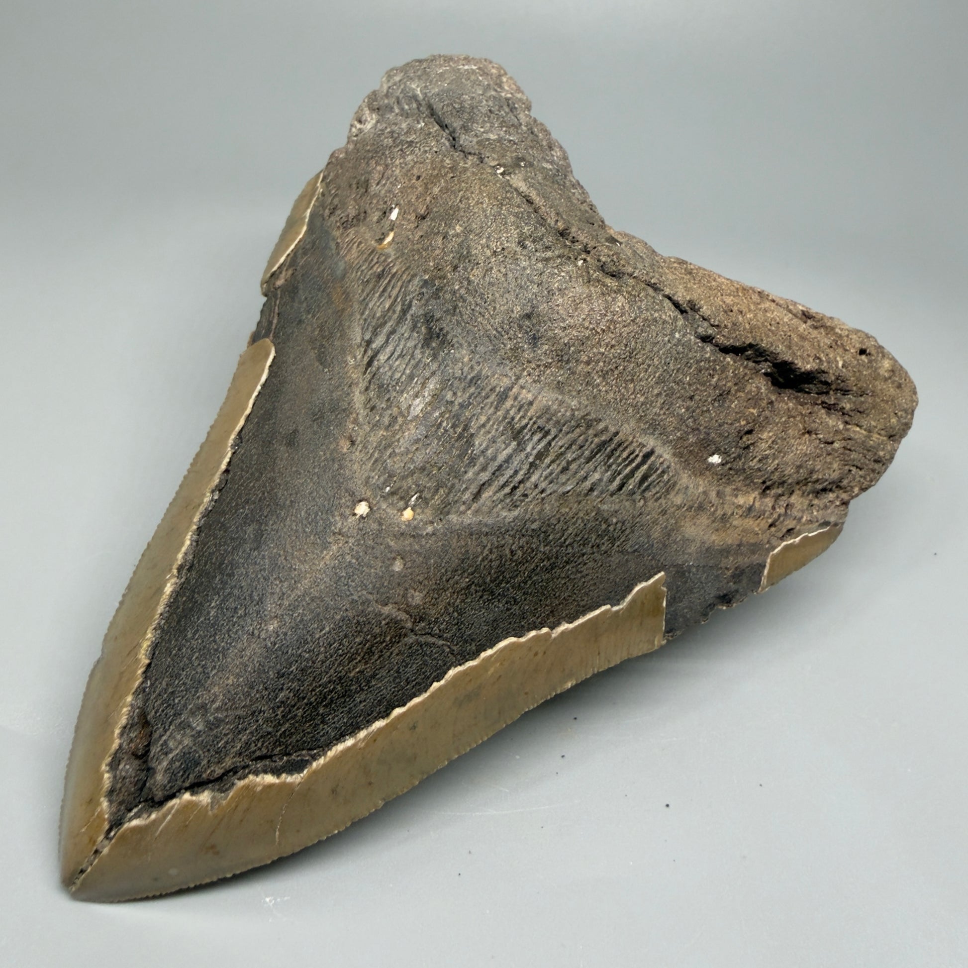 LARGE, affordable 5.43" Fossil Megalodon Tooth - Wilmington North Carolina CM5372 - Front Right