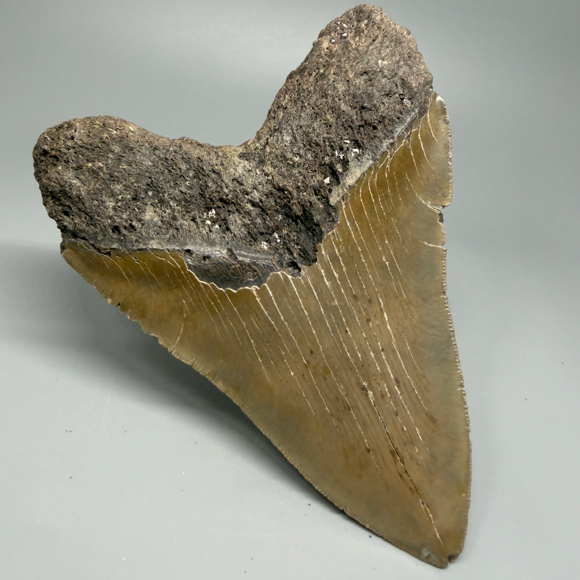 LARGE, affordable 5.43" Fossil Megalodon Tooth - Wilmington North Carolina CM5372 - Back Left