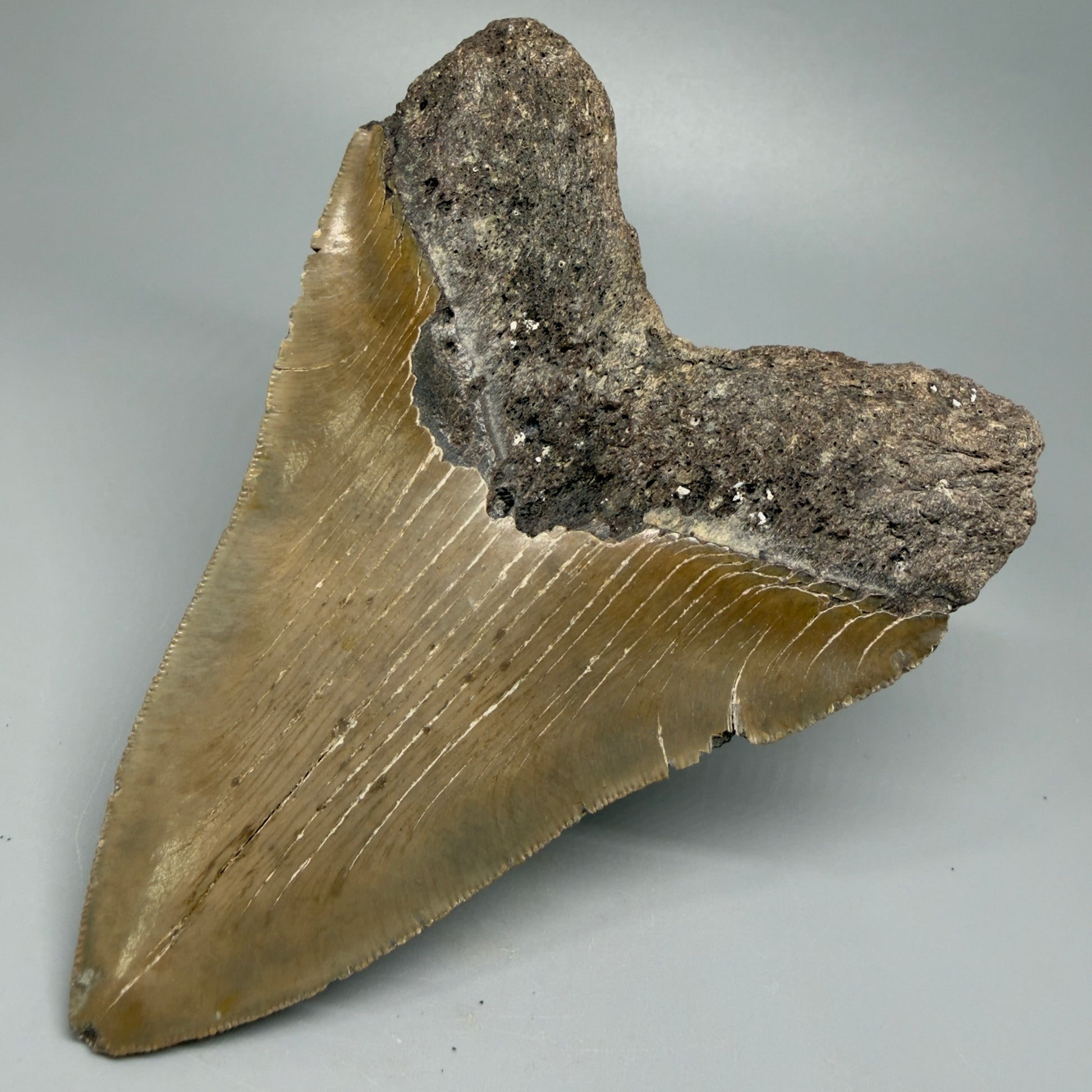 LARGE, affordable 5.43" Fossil Megalodon Tooth - Wilmington North Carolina CM5372 - Back Right