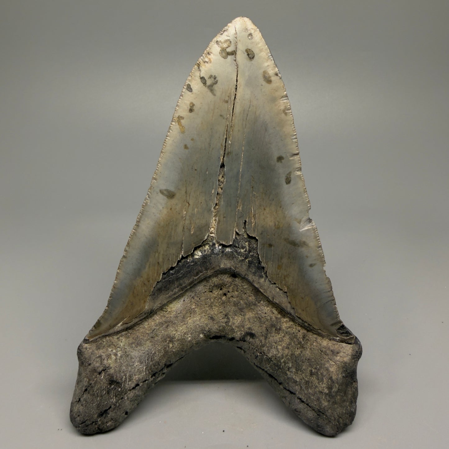 LARGE LOWER, serrated 5.73" Fossil Megalodon Tooth - Wilmington North Carolina CM5374 - Back