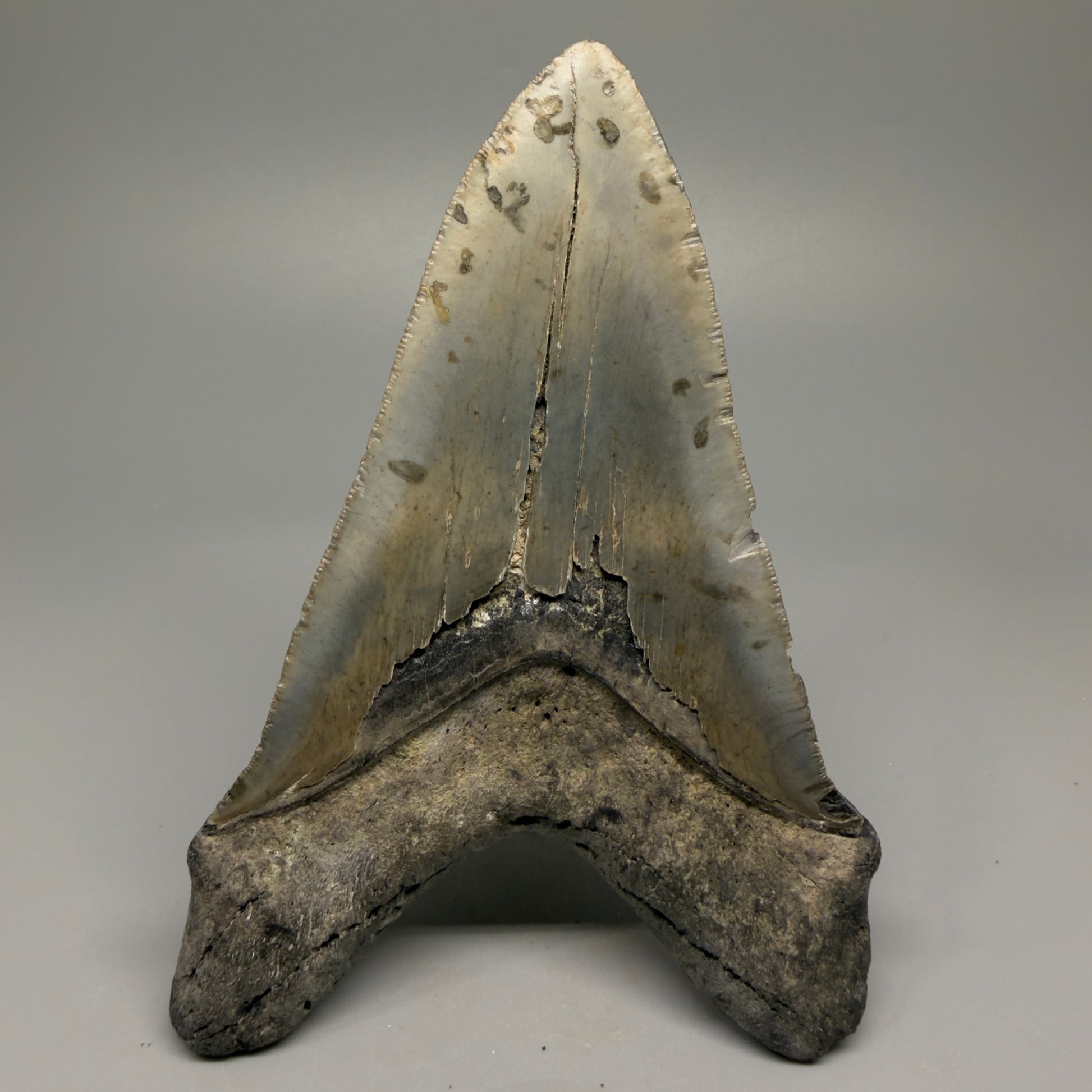 LARGE LOWER, serrated 5.73" Fossil Megalodon Tooth - Wilmington North Carolina CM5374 - Back