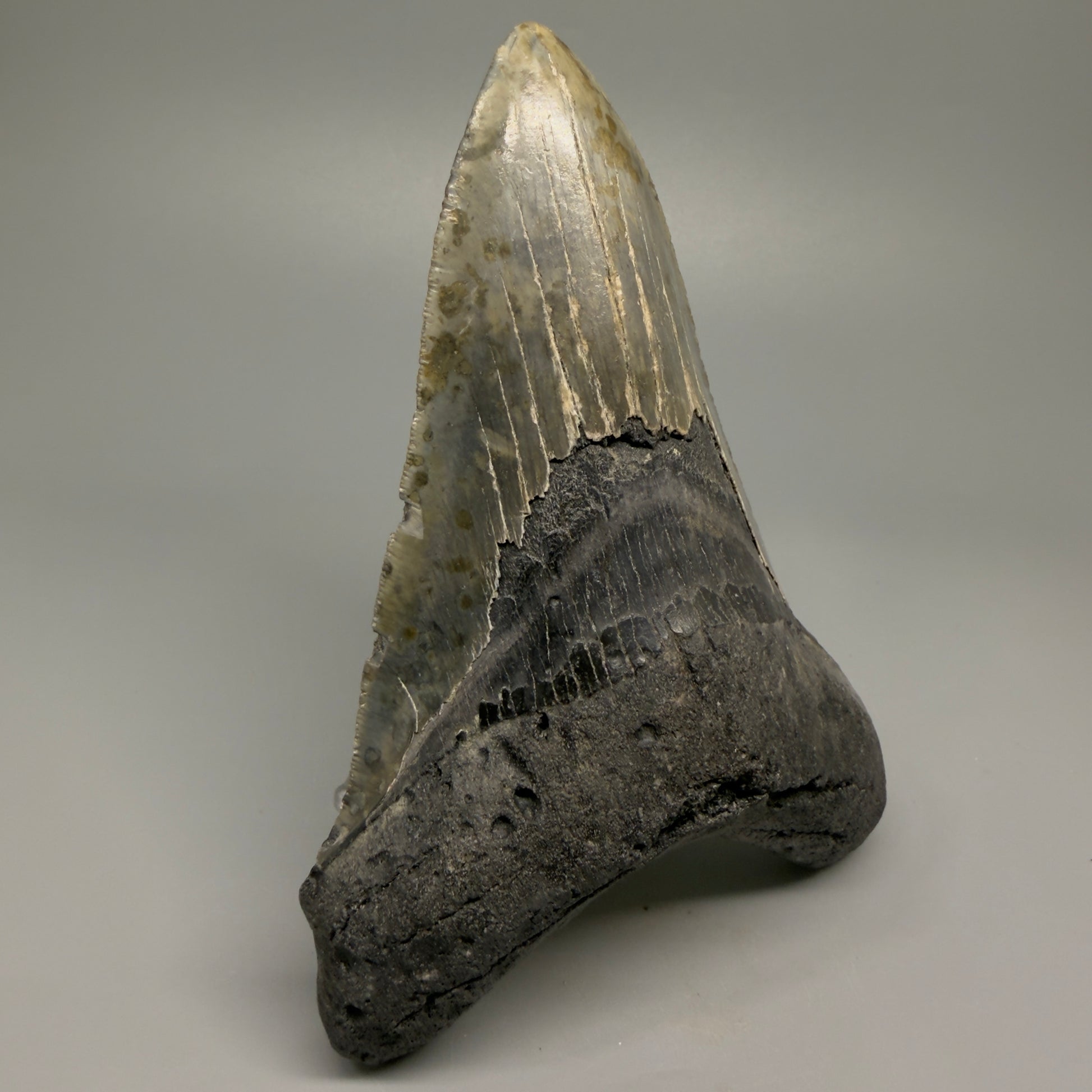LARGE LOWER, serrated 5.73" Fossil Megalodon Tooth - Wilmington North Carolina CM5374 - Front Left