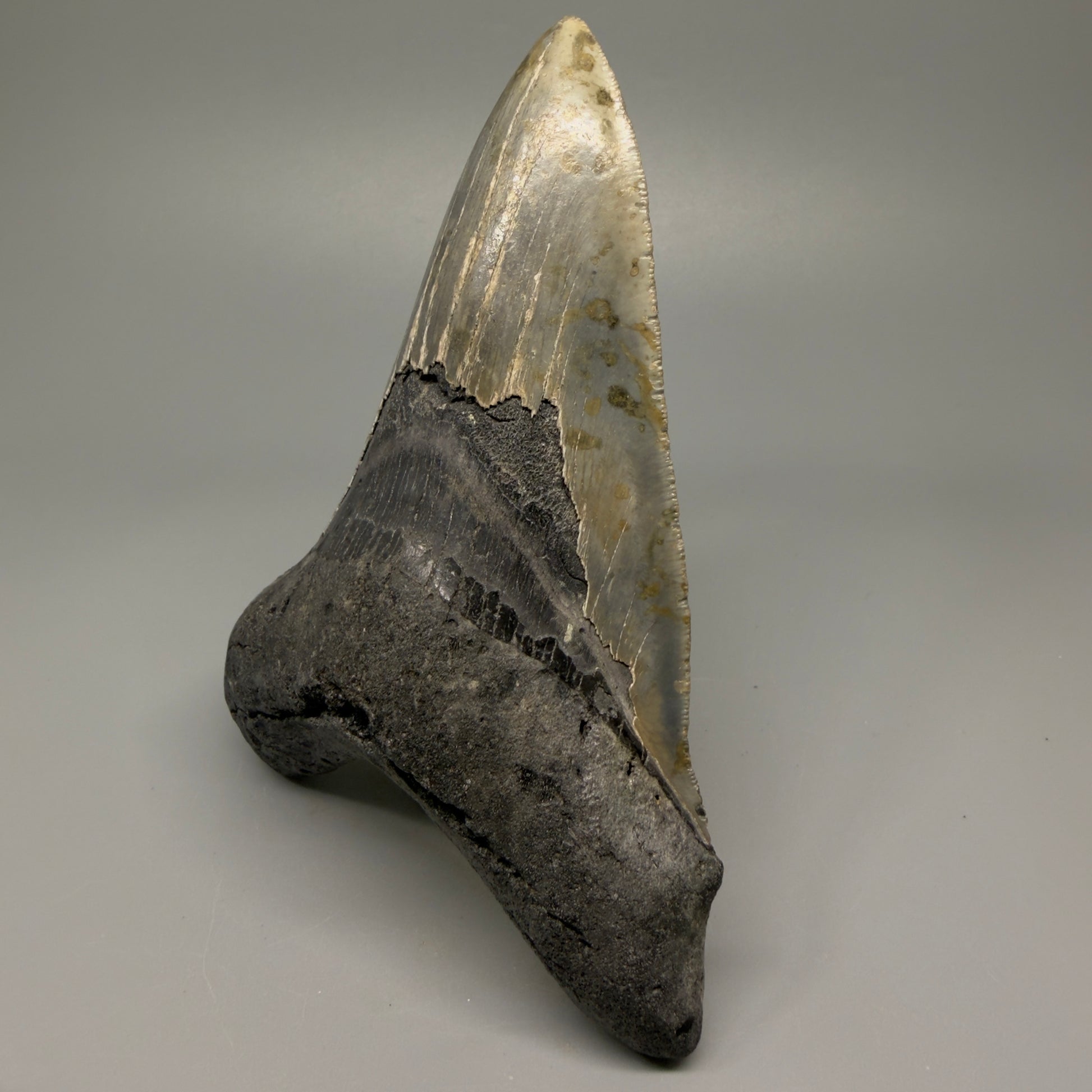 LARGE LOWER, serrated 5.73" Fossil Megalodon Tooth - Wilmington North Carolina CM5374 - Front Right