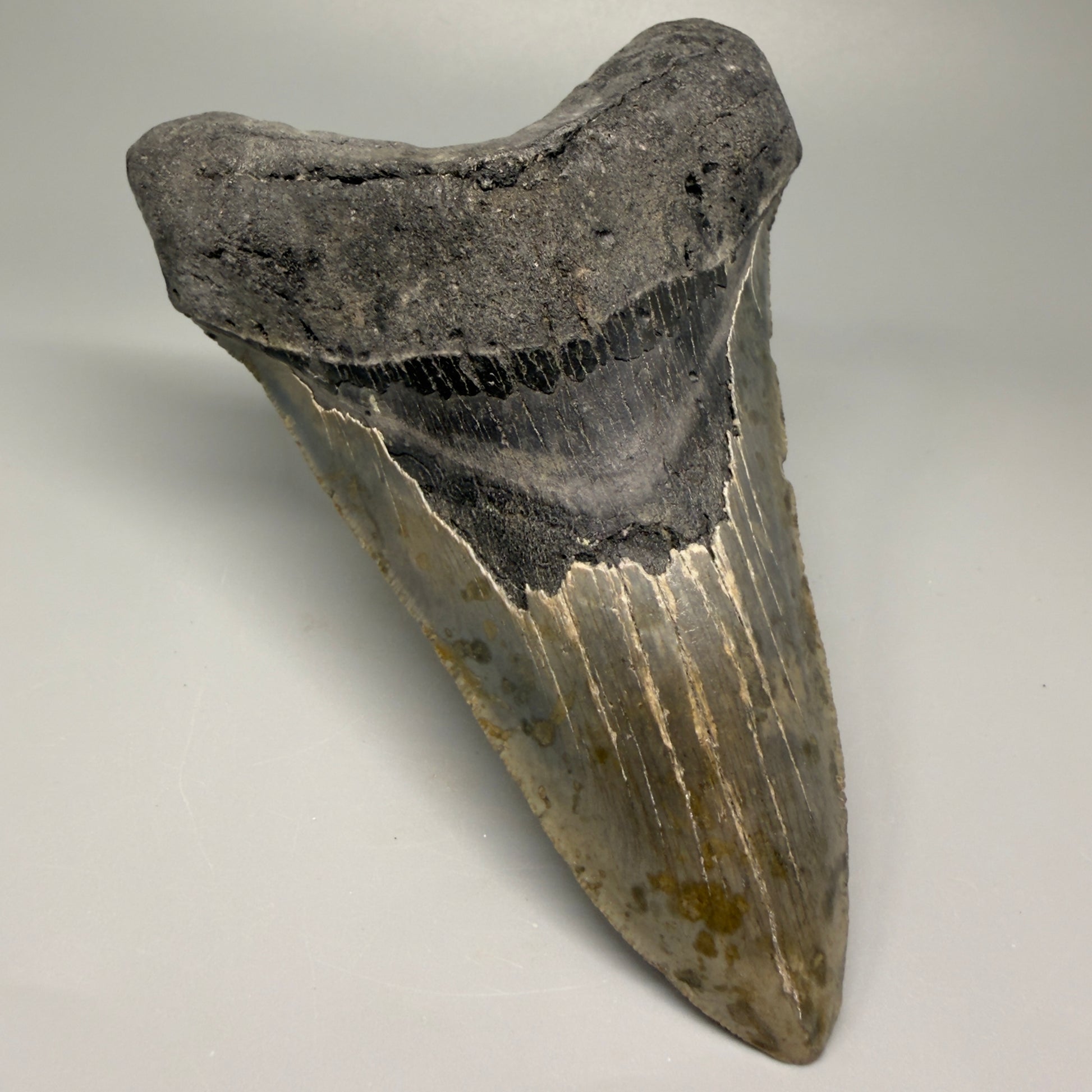 LARGE LOWER, serrated 5.73" Fossil Megalodon Tooth - Wilmington North Carolina CM5374 - Front Left 1