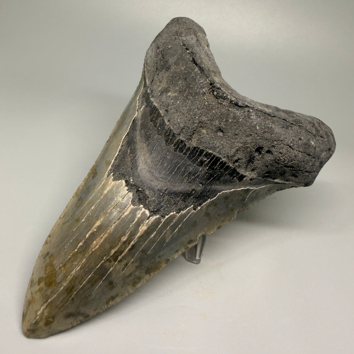 LARGE LOWER, serrated 5.73" Fossil Megalodon Tooth - Wilmington North Carolina CM5374 - Front Right 1