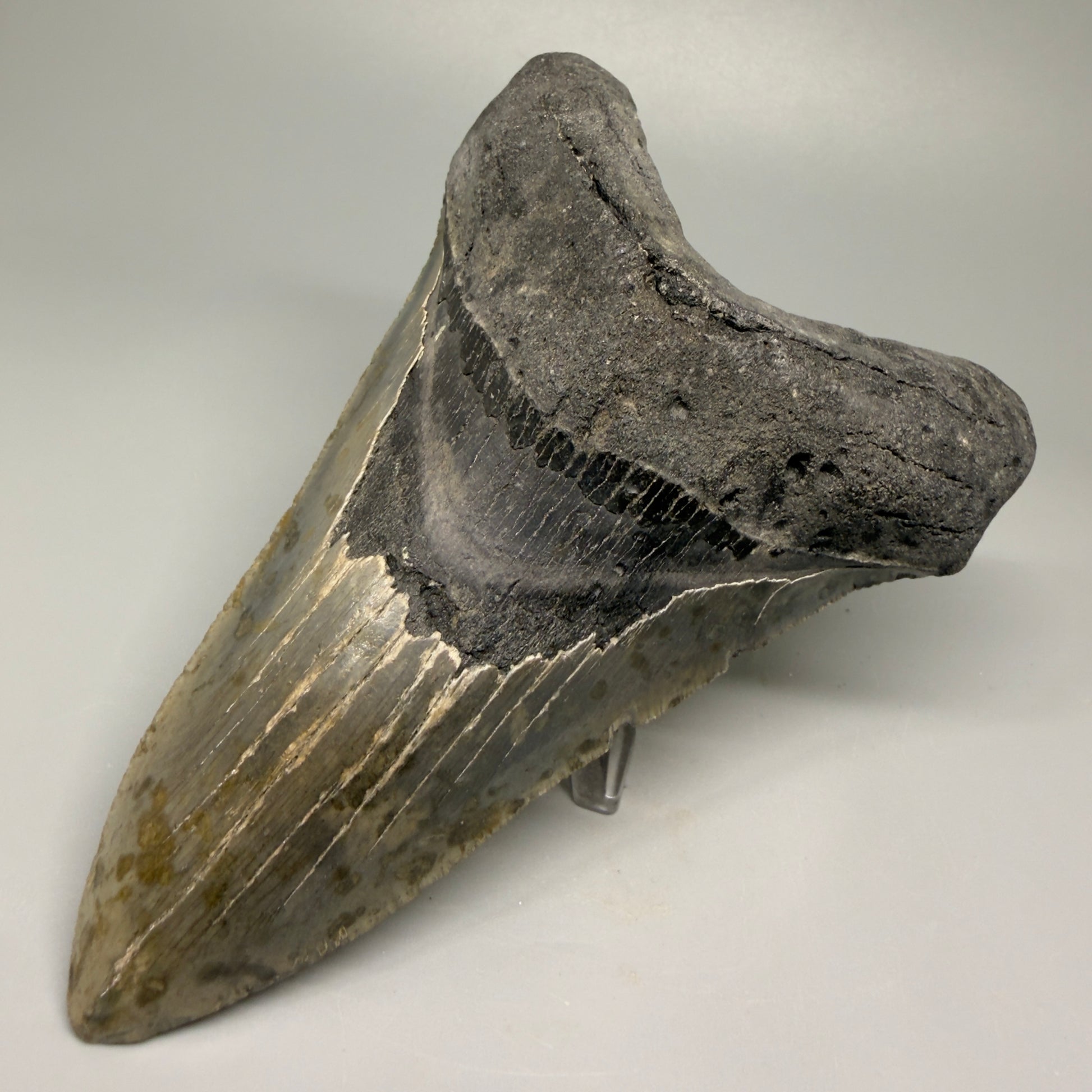 LARGE LOWER, serrated 5.73" Fossil Megalodon Tooth - Wilmington North Carolina CM5374 - Front Right 1