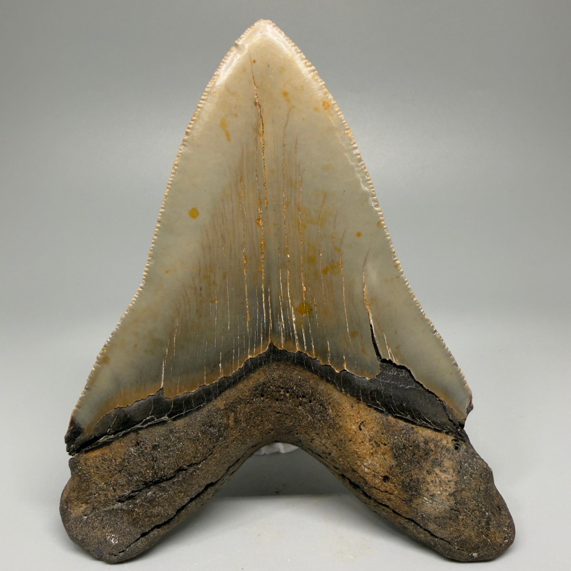 Great Shape Large 5.06" Fossil Megalodon Tooth - Wilmington North Carolina CM5368 - Back