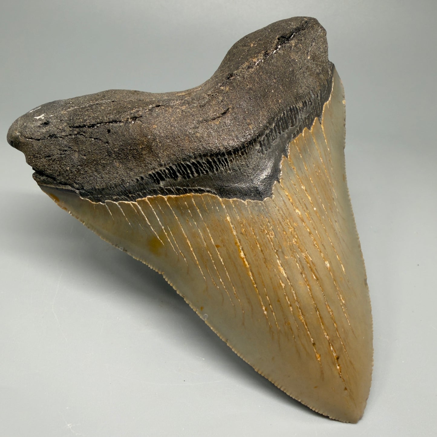 Great Shape Large 5.06" Fossil Megalodon Tooth - Wilmington North Carolina CM5368 - Front Left