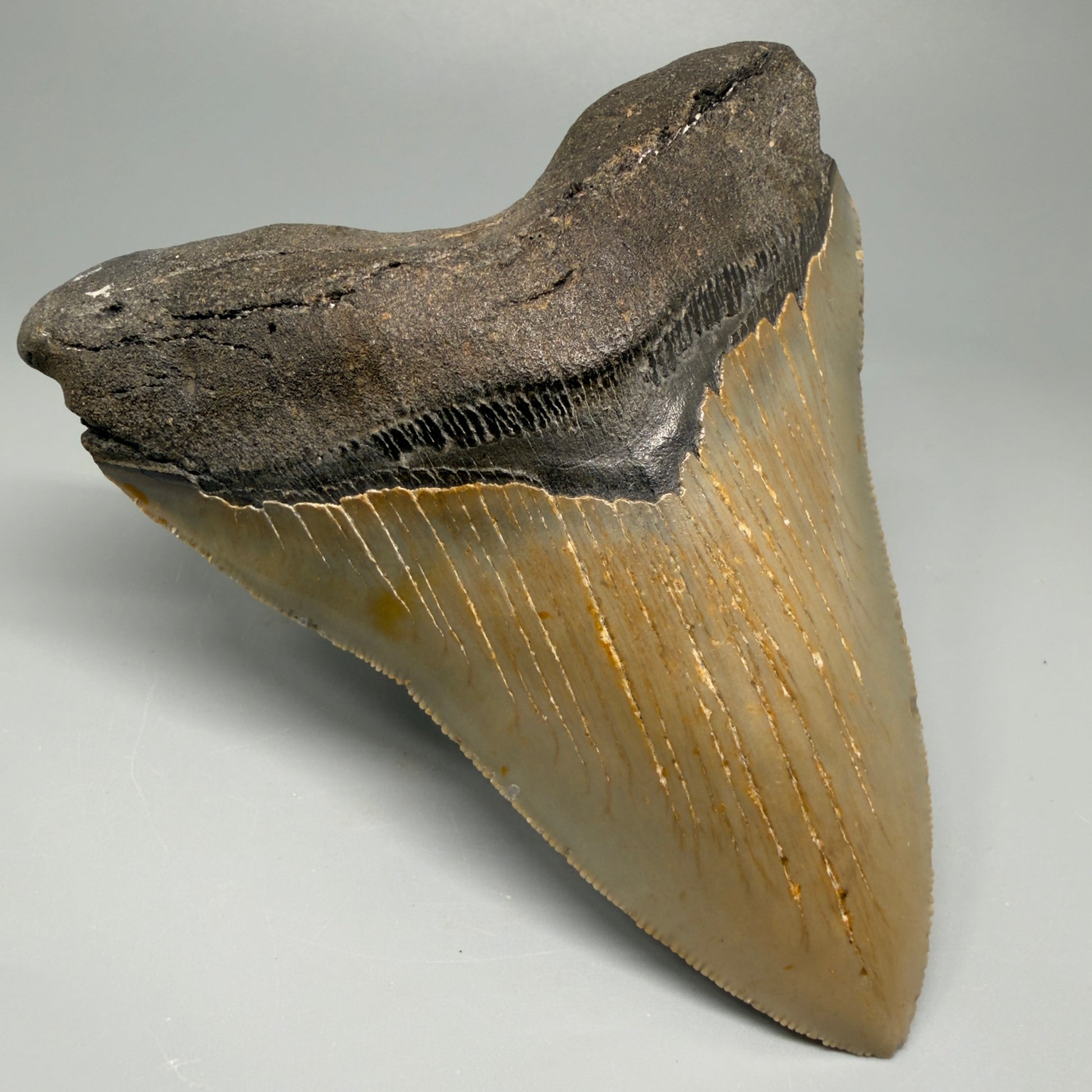 Great Shape Large 5.06" Fossil Megalodon Tooth - Wilmington North Carolina CM5368 - Front Left