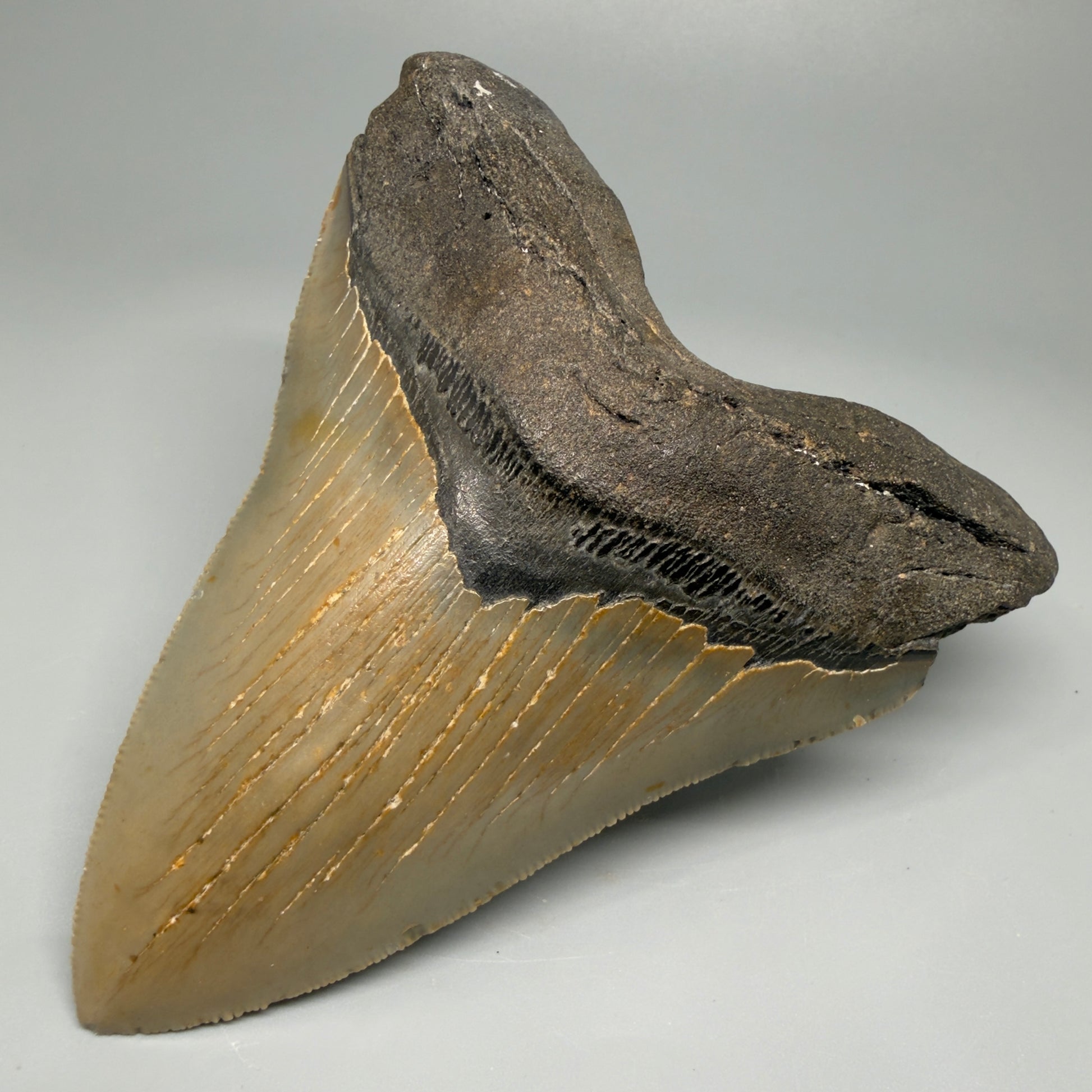 Great Shape Large 5.06" Fossil Megalodon Tooth - Wilmington North Carolina CM5368 - Front Right