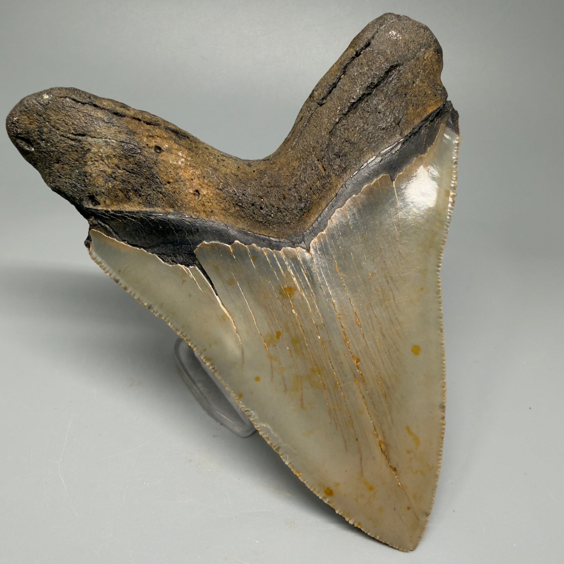 Great Shape Large 5.06" Fossil Megalodon Tooth - Wilmington North Carolina CM5368 - Back Left