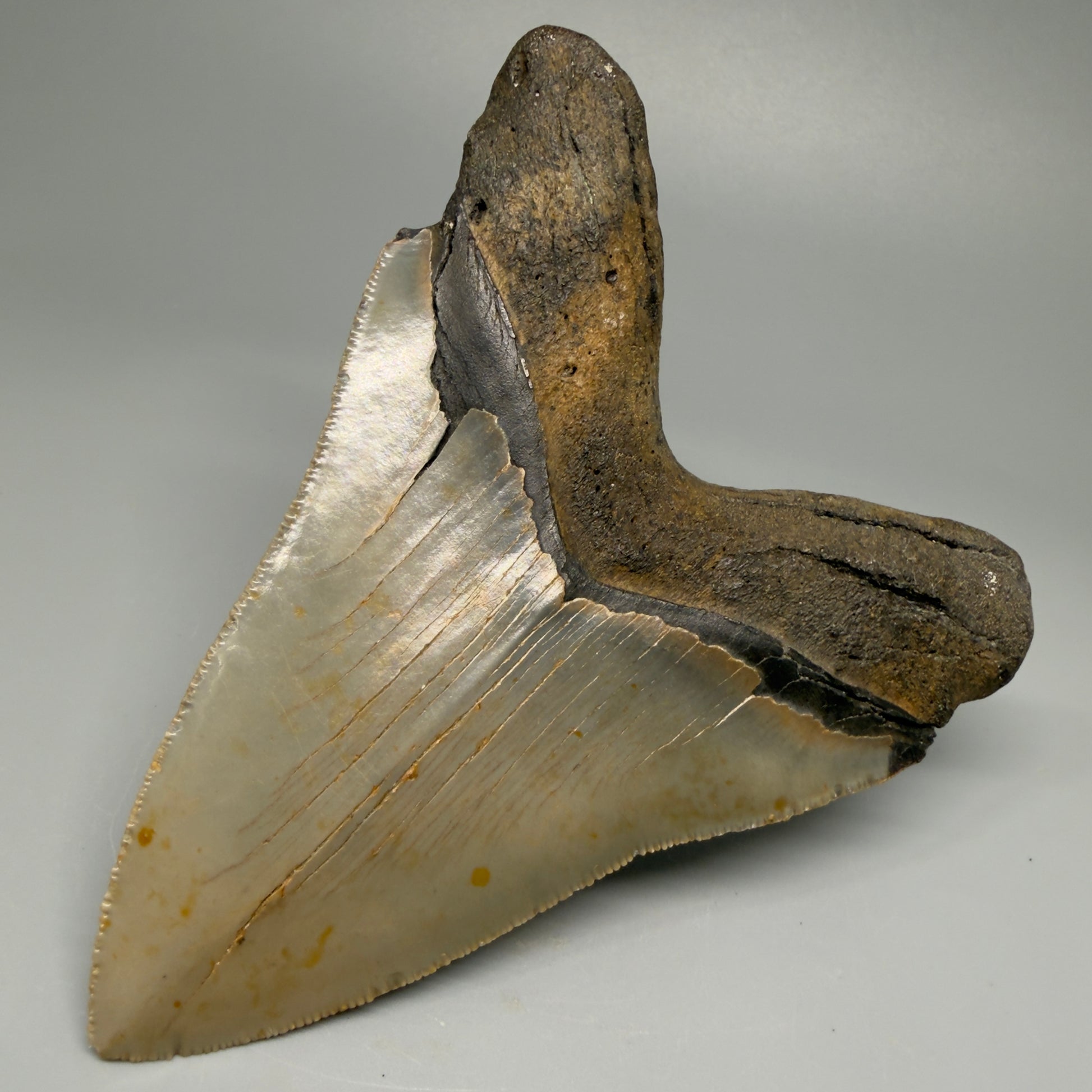 Great Shape Large 5.06" Fossil Megalodon Tooth - Wilmington North Carolina CM5368 - Back Right