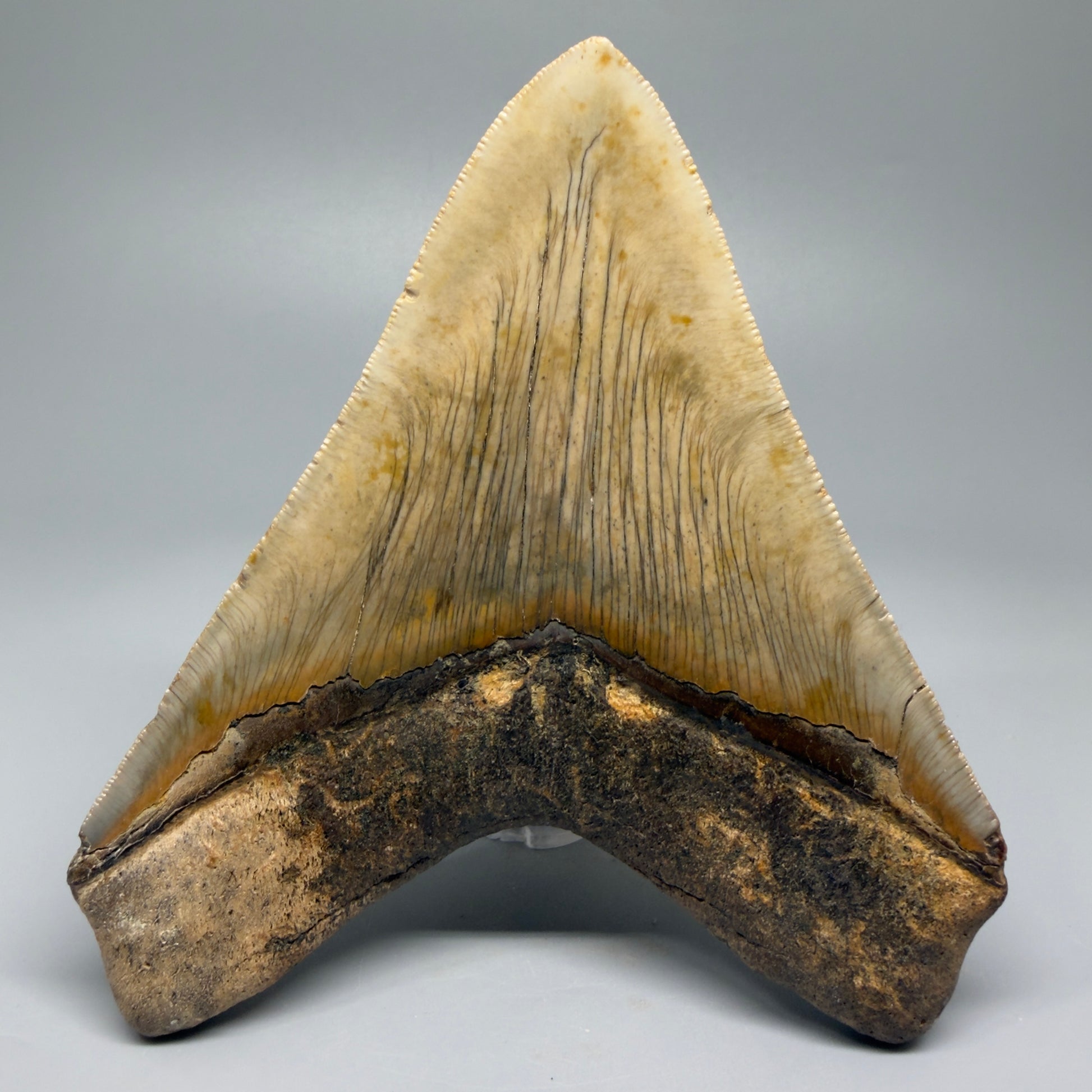 Great Shape Large 5.20" Fossil Megalodon Tooth - Wilmington North Carolina CM5371 - Back