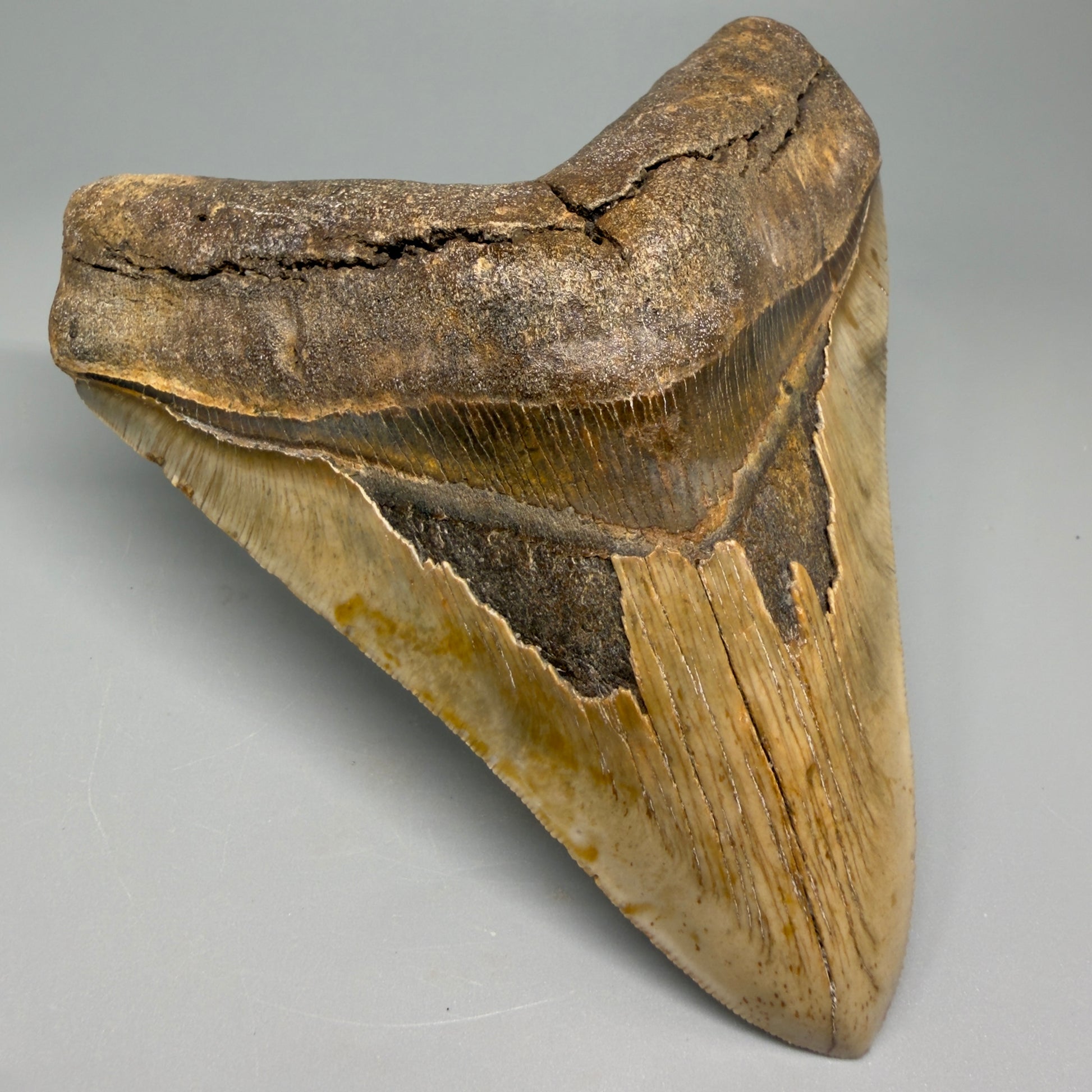 Great Shape Large 5.20" Fossil Megalodon Tooth - Wilmington North Carolina CM5371 - Front Left 