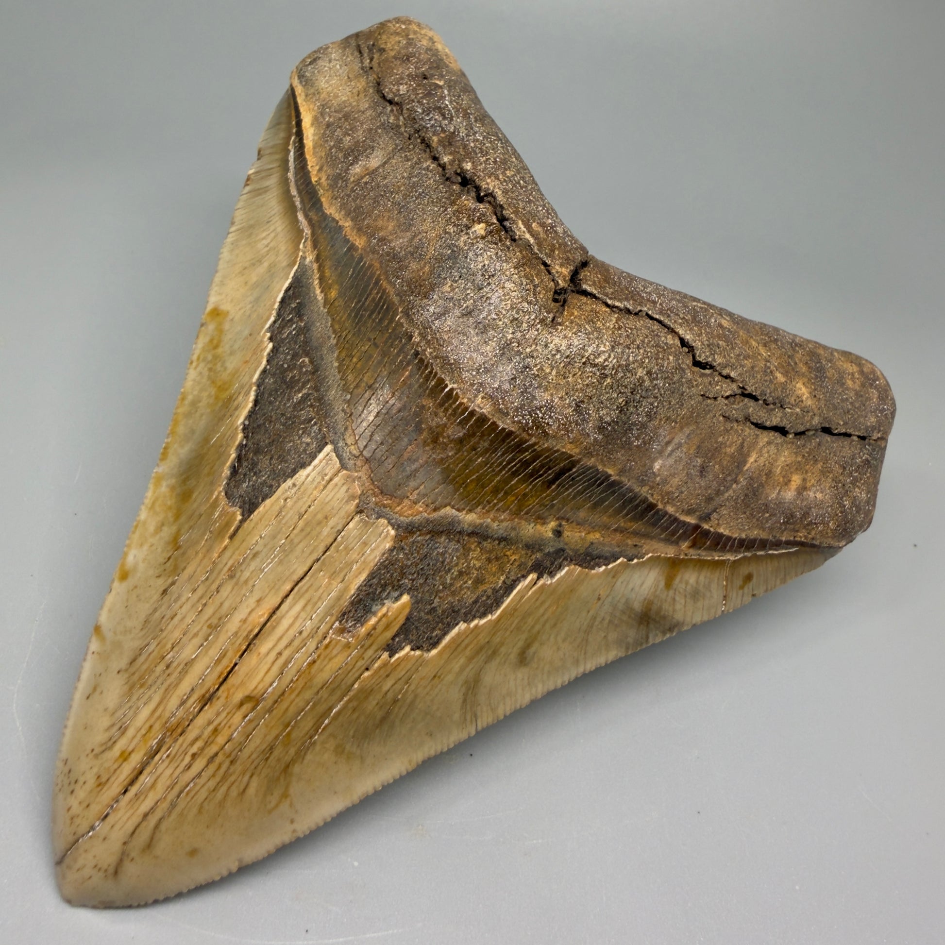 Great Shape Large 5.20" Fossil Megalodon Tooth - Wilmington North Carolina CM5371 - Front Right