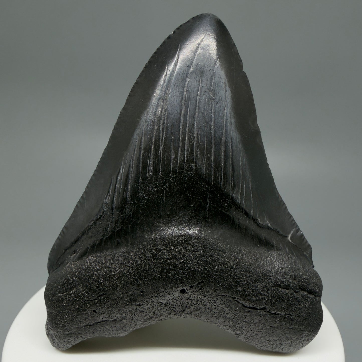 Front View 2.76" Dark colors Fossil Megalodon Tooth – South Carolina River Find | Authentic CM6121 - 1