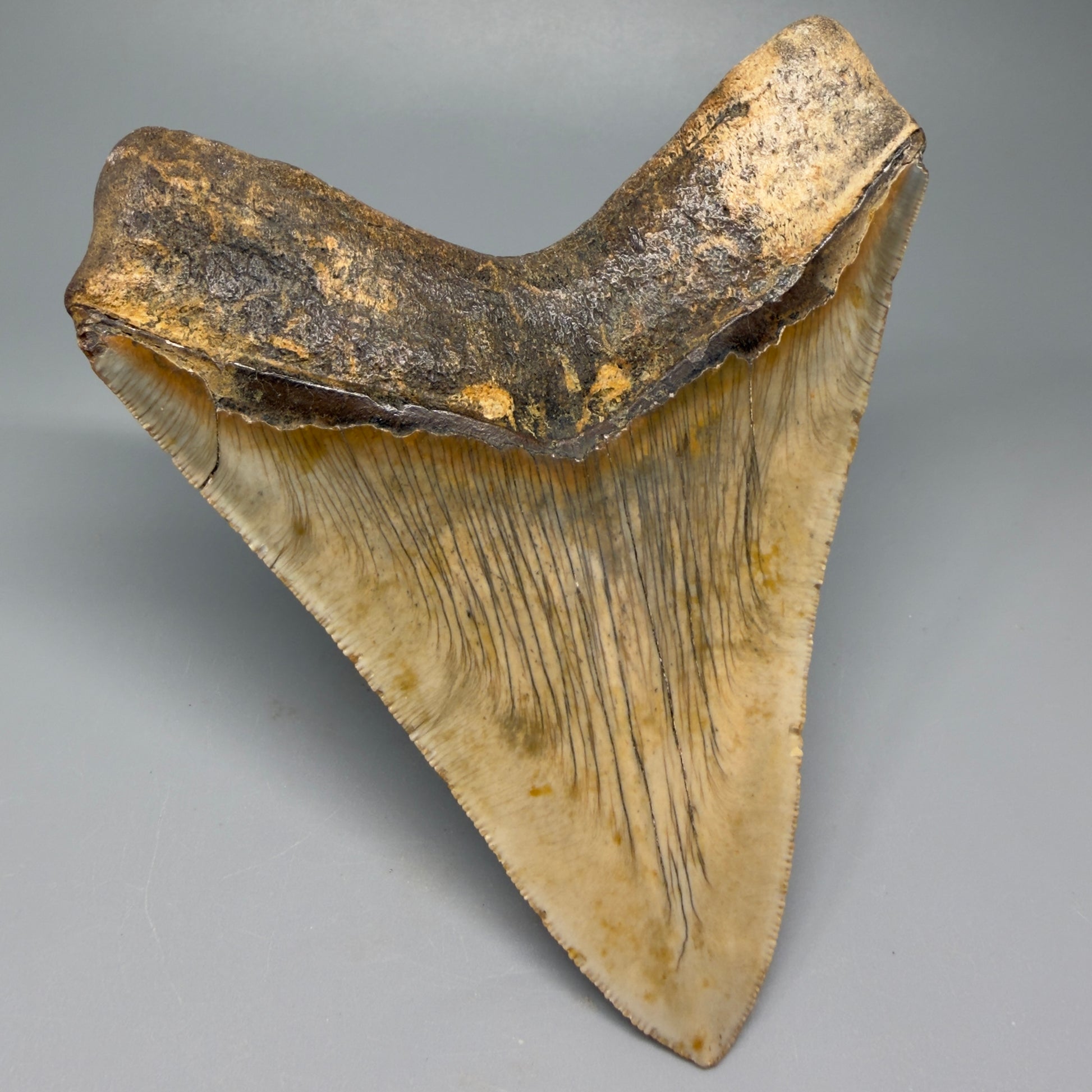 Great Shape Large 5.20" Fossil Megalodon Tooth - Wilmington North Carolina CM5371 - Back Left