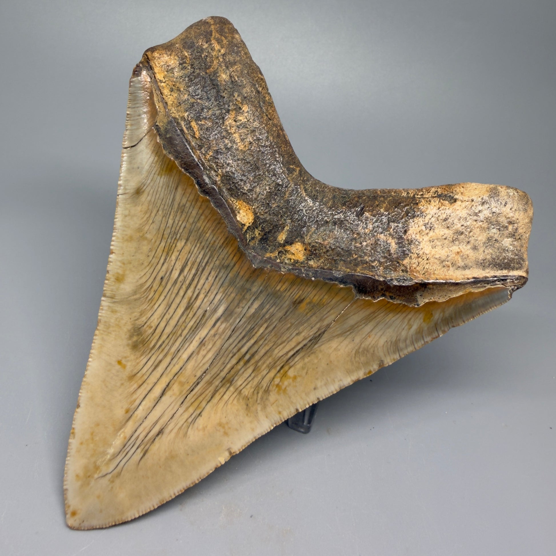 Great Shape Large 5.20" Fossil Megalodon Tooth - Wilmington North Carolina CM5371 - Back Right