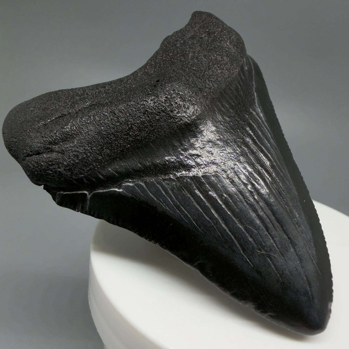 Front Left View 2.76" Dark colors Fossil Megalodon Tooth – South Carolina River Find | Authentic CM6121