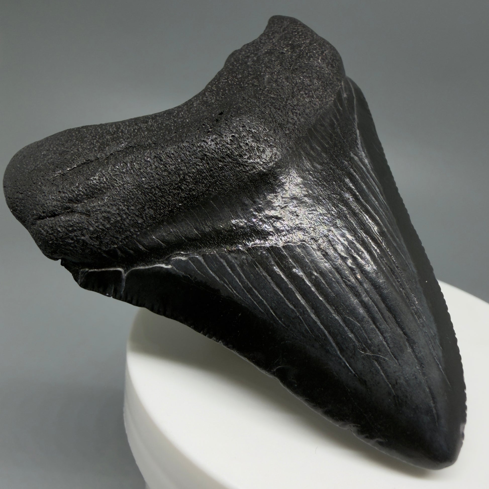 Front Left View 2.76" Dark colors Fossil Megalodon Tooth – South Carolina River Find | Authentic CM6121