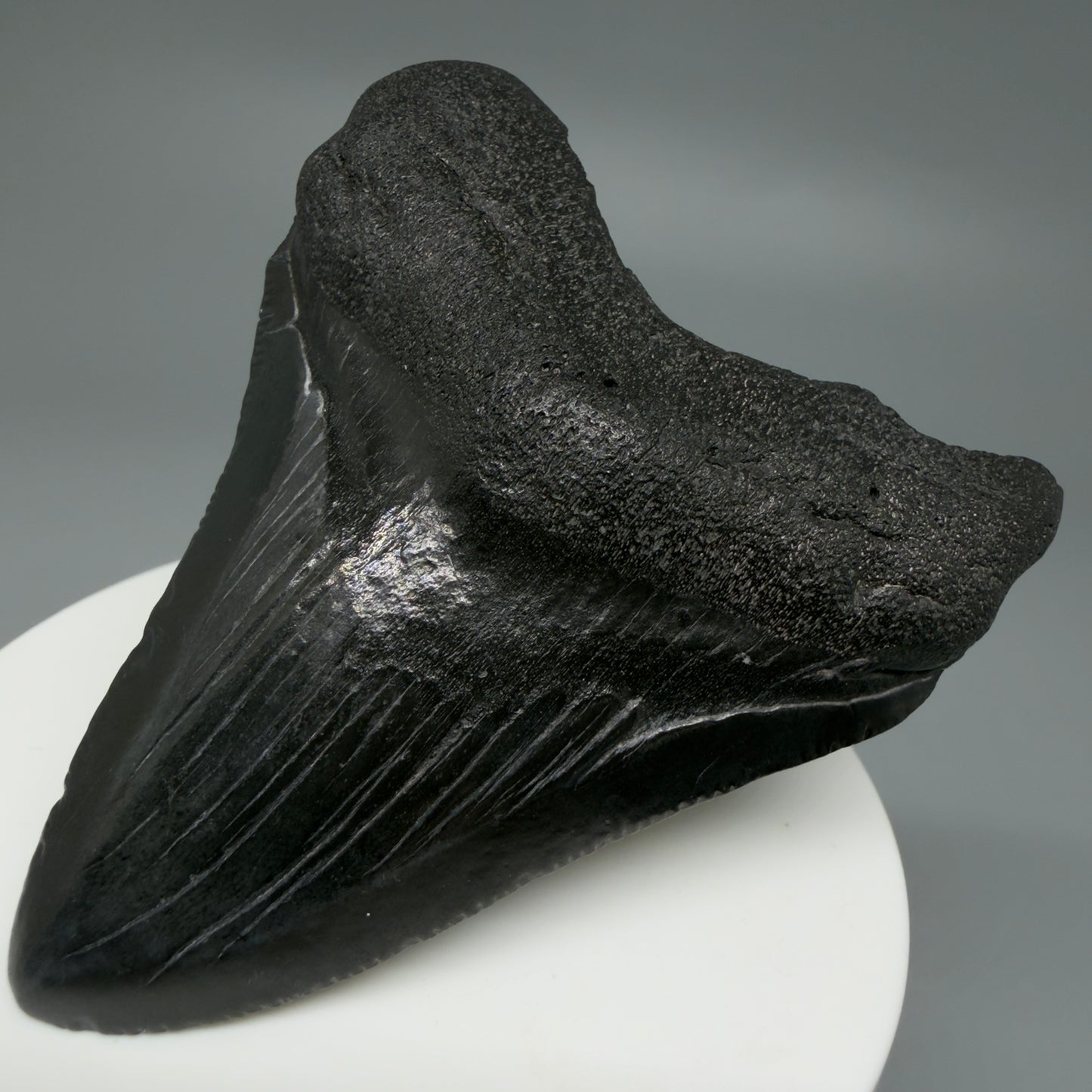 Front Right View 2.76" Dark colors Fossil Megalodon Tooth – South Carolina River Find | Authentic CM6121